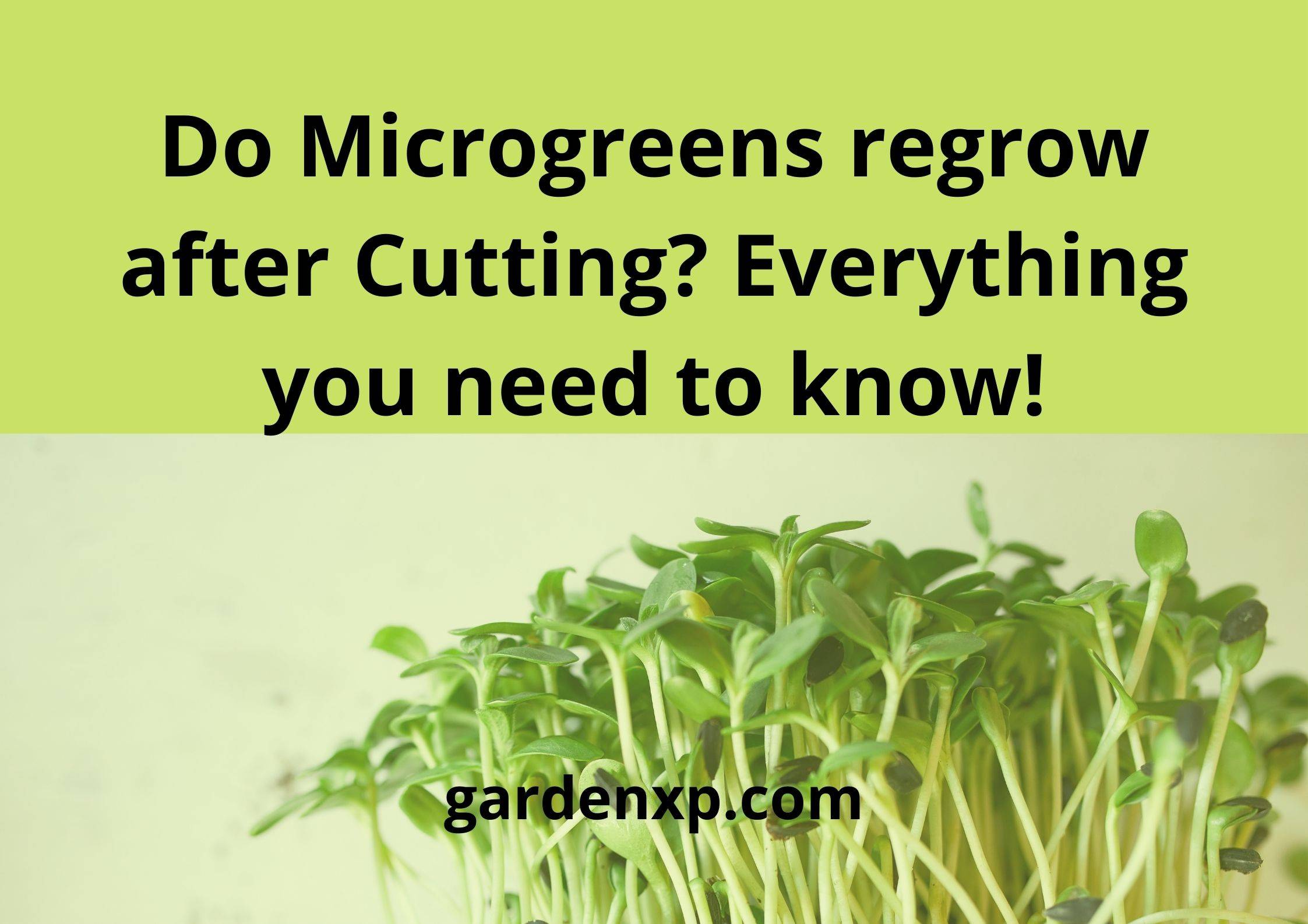 Do Microgreens regrow after Cutting? Everything you need to know!