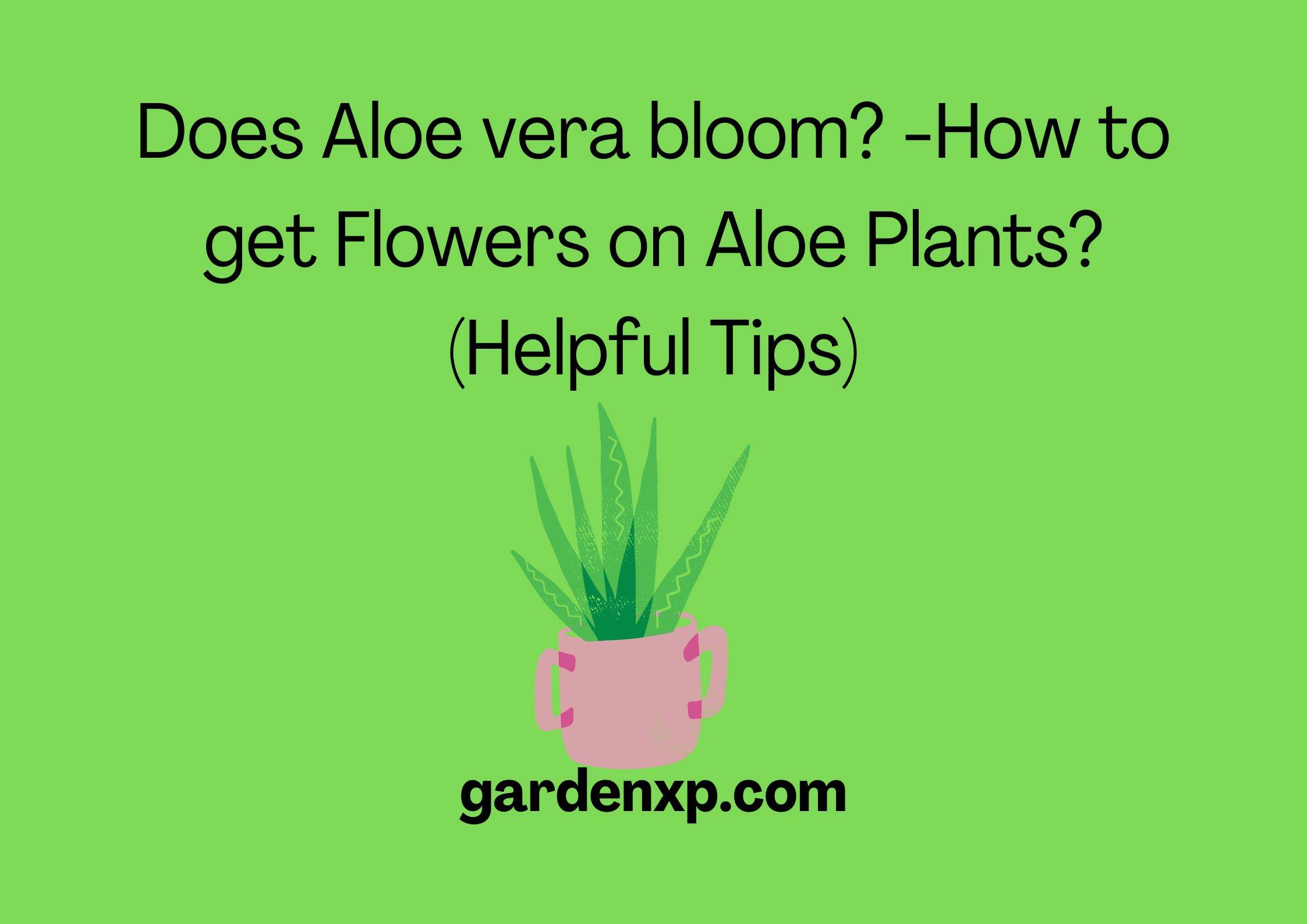 Does Aloe vera Bloom? -How to get Flowers on Aloe Plants? (Helpful Tips)