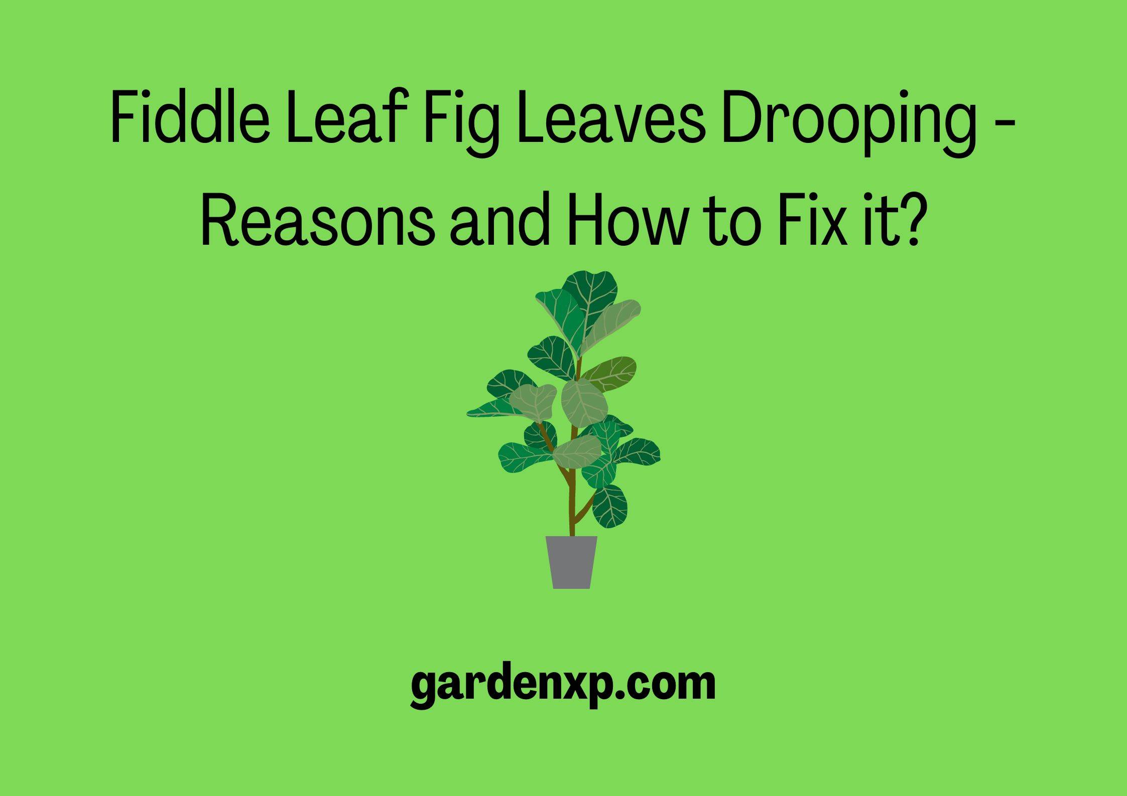 Fiddle Leaf Fig Leaves Drooping - Reasons and How to Fix it?