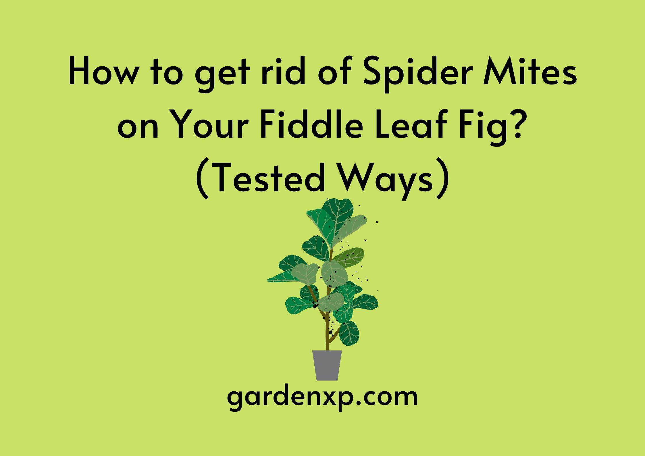 How to get rid of Spider Mites on Your Fiddle Leaf Fig? (Tested Ways)
