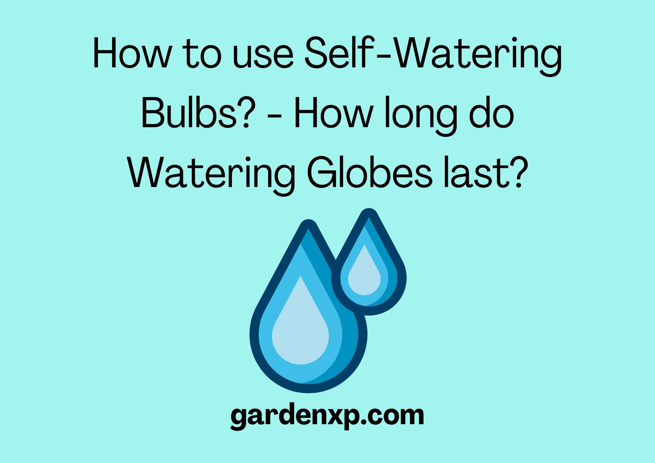 How to use Self-Watering Bulbs? - How long do Watering Globes last?