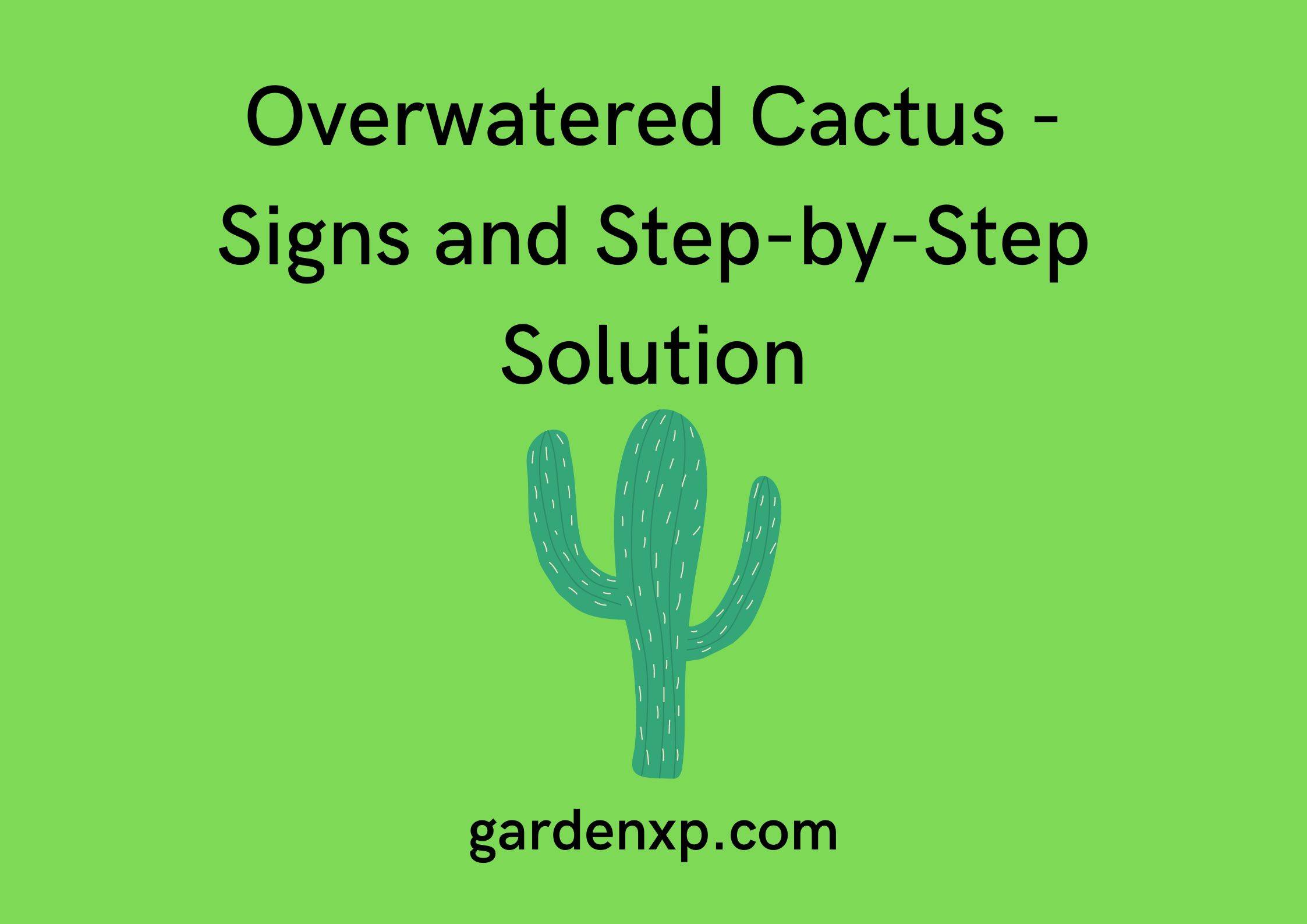 Overwatered Cactus - Signs and Step-by-Step Solution