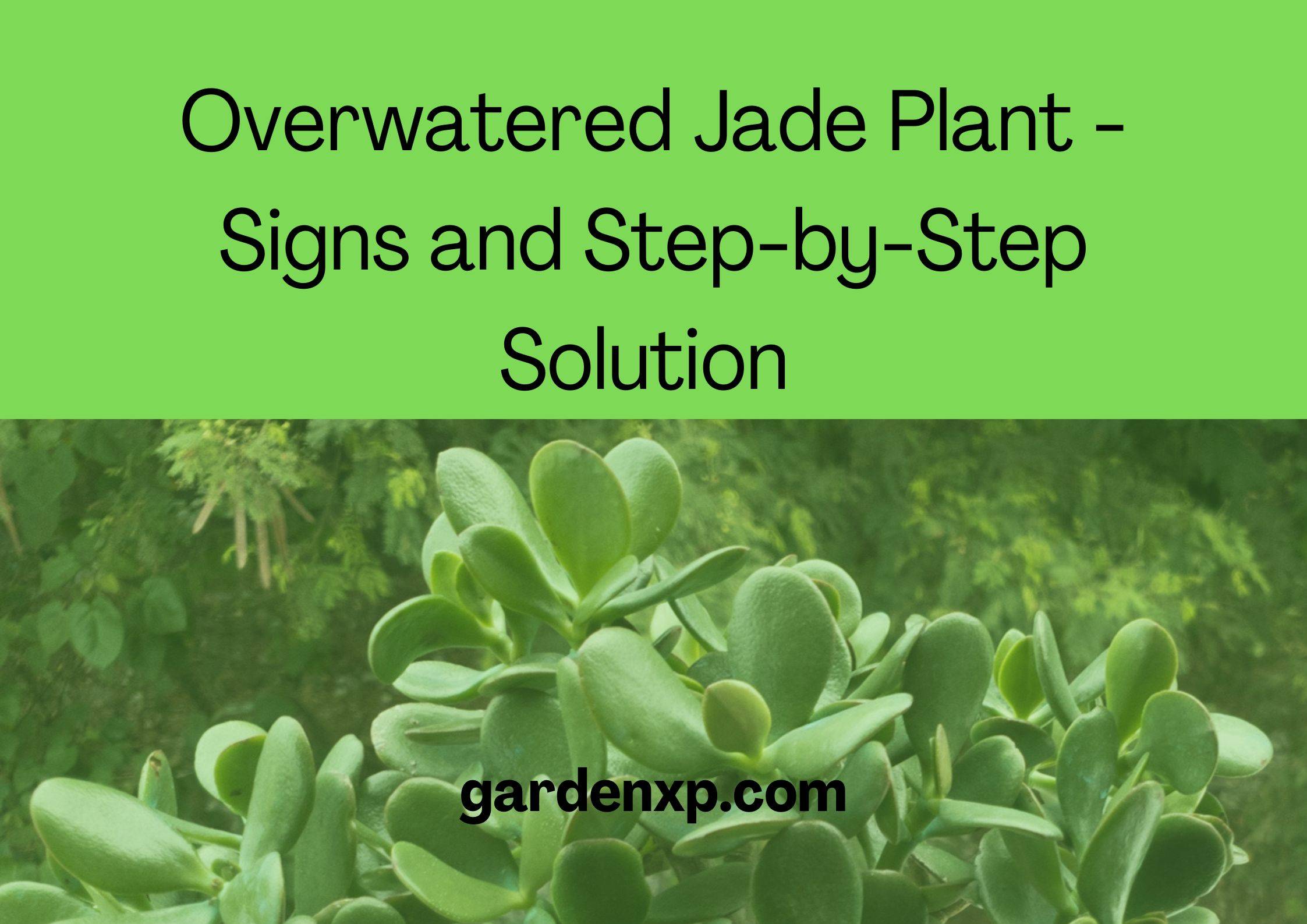 Overwatered Jade Plant - Signs and Step-by-Step Solution 