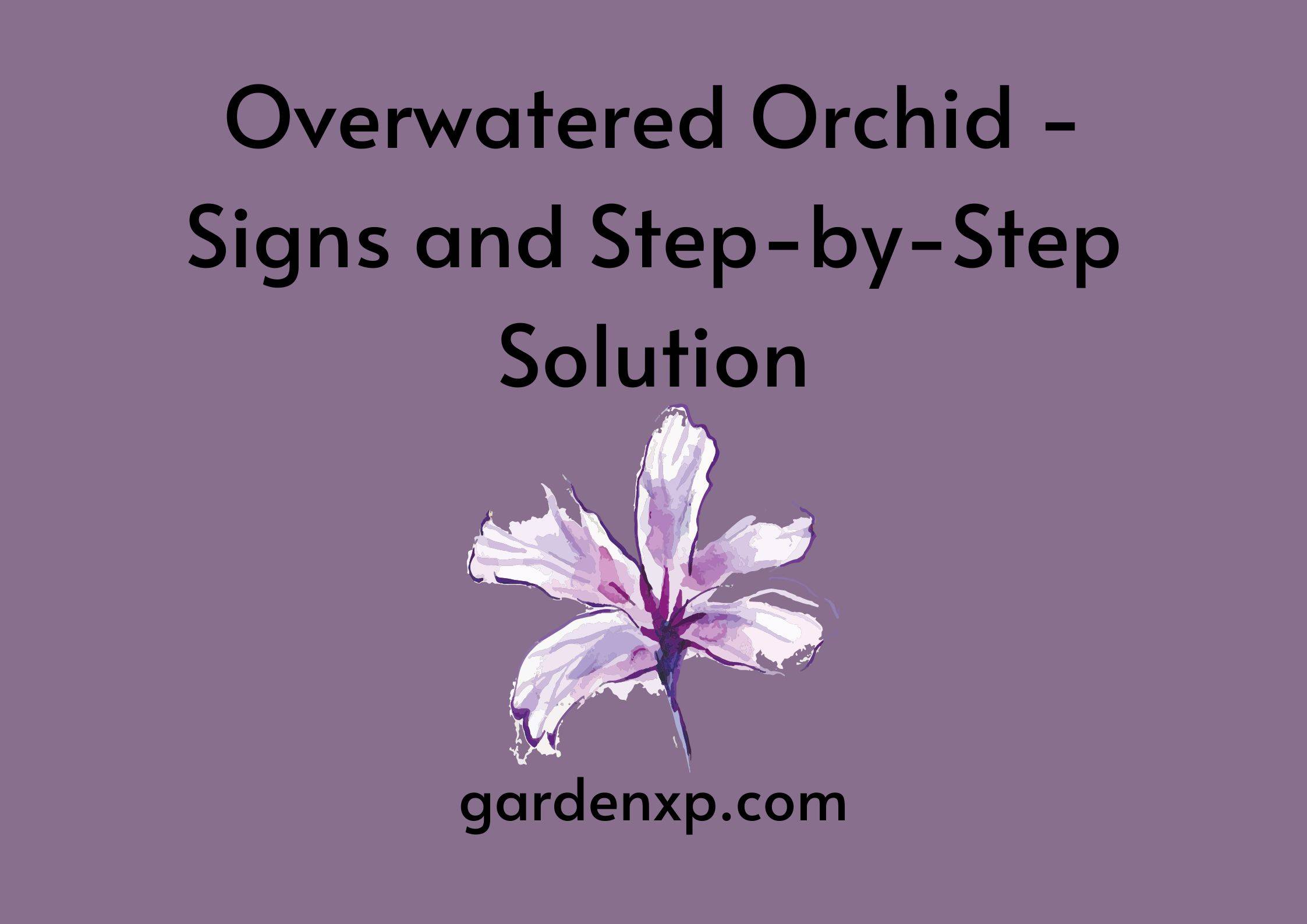 Overwatered Orchid - Signs and Step-by-Step Solution