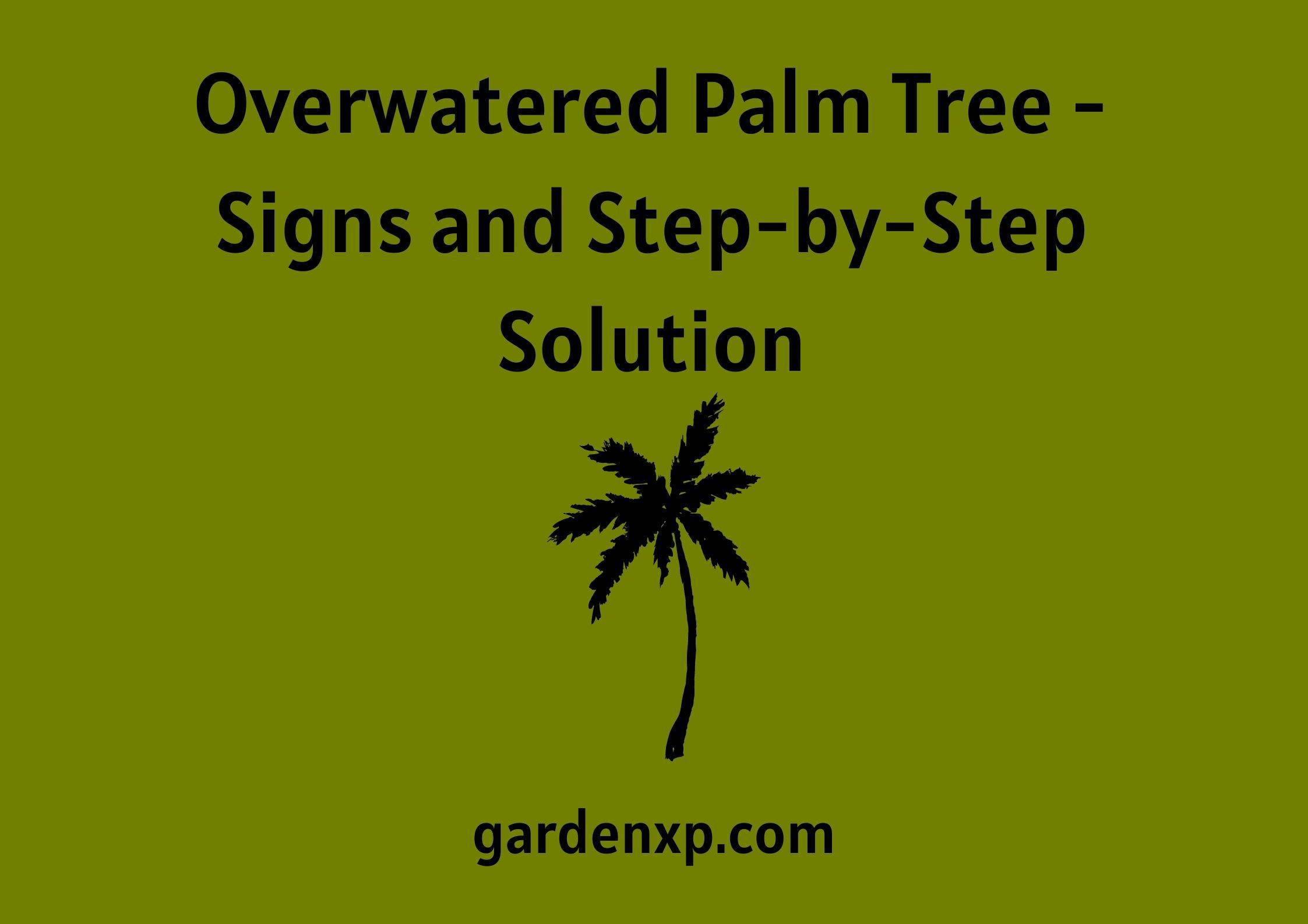 Overwatered Palm Tree - Signs and Step-by-Step Solution