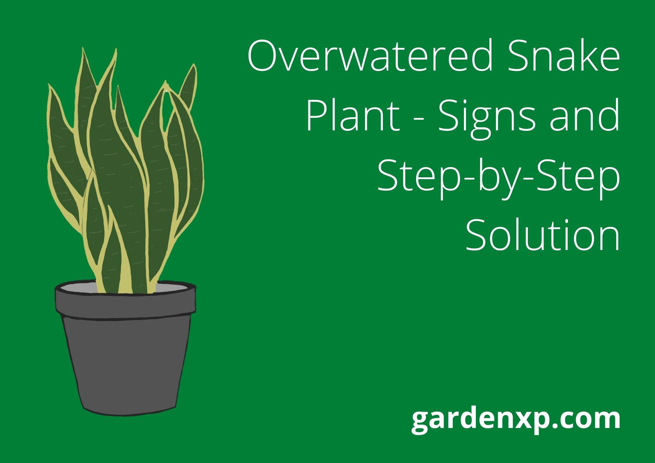 Overwatered Snake Plant - Signs and Step-by-Step Solution