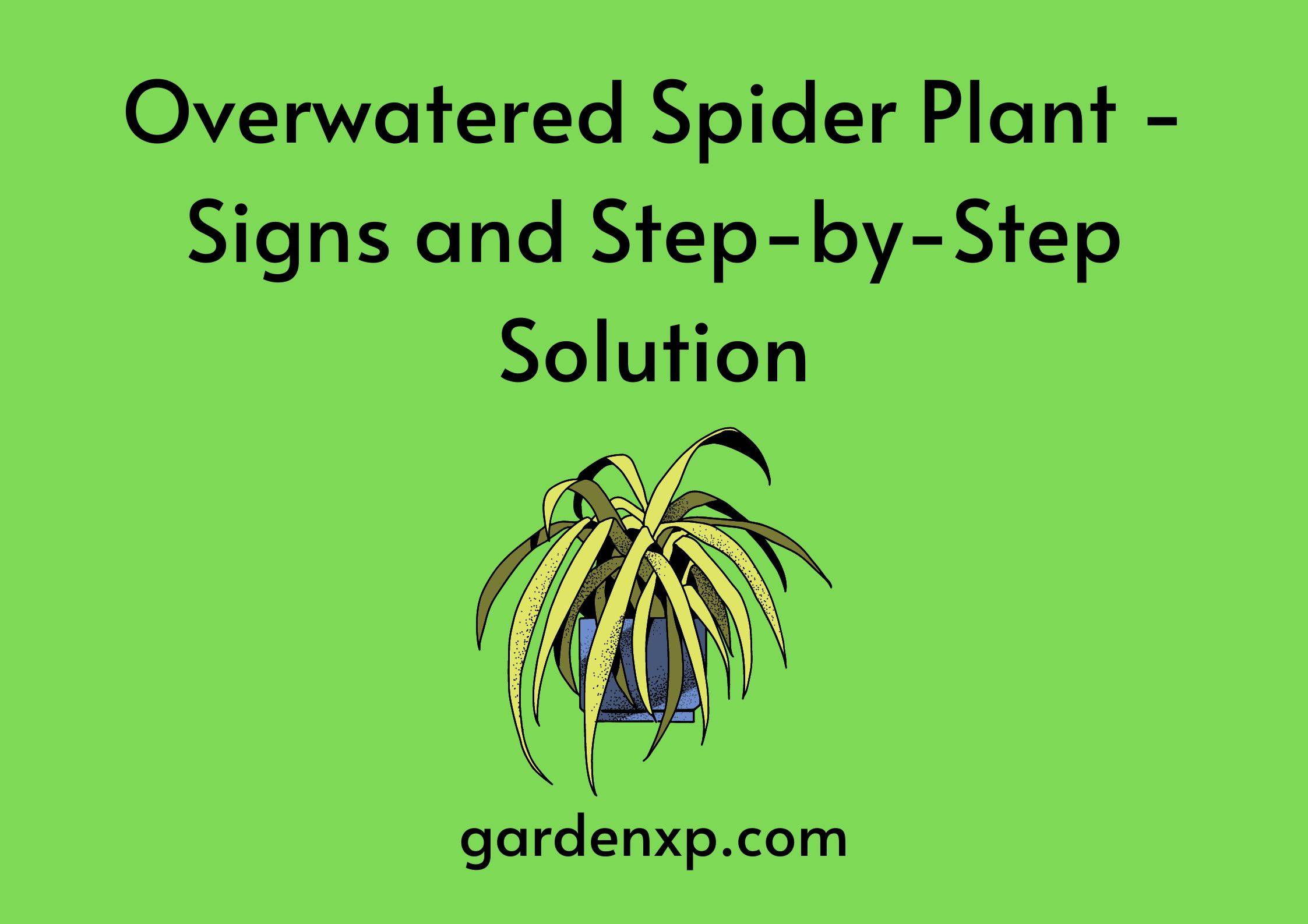Overwatered Spider Plant -Signs and Step-by-Step Solution