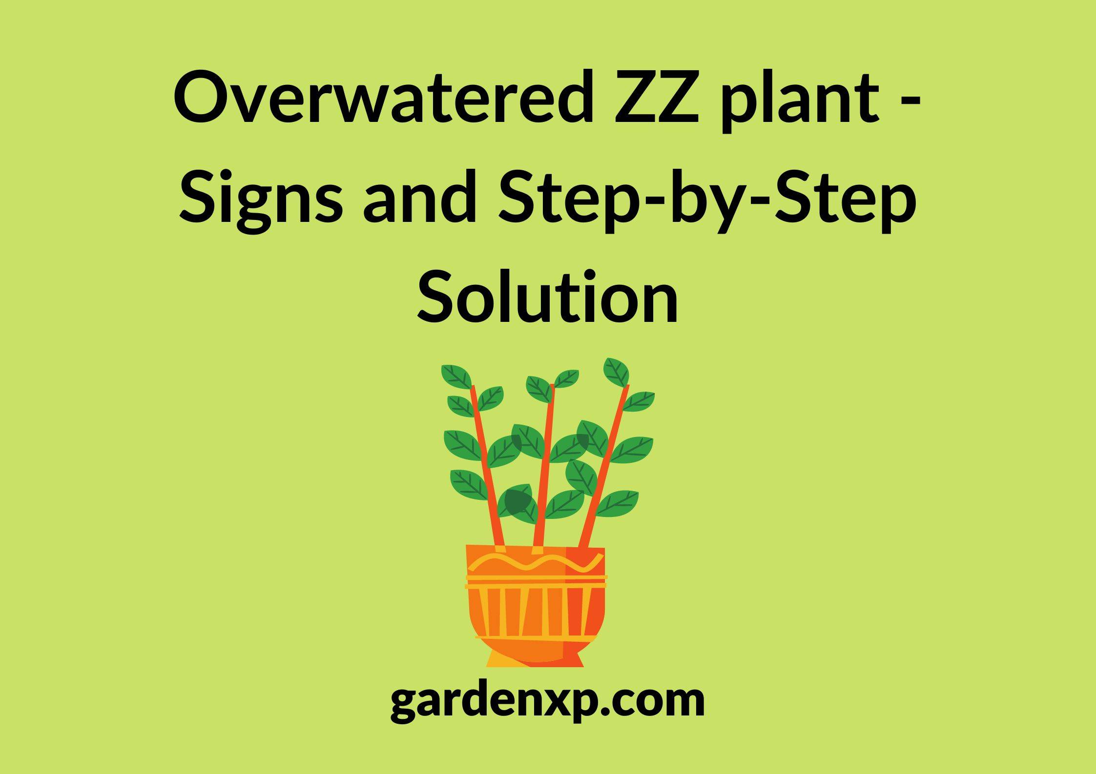 Overwatered ZZ plant - Signs and Step-by-Step Solution