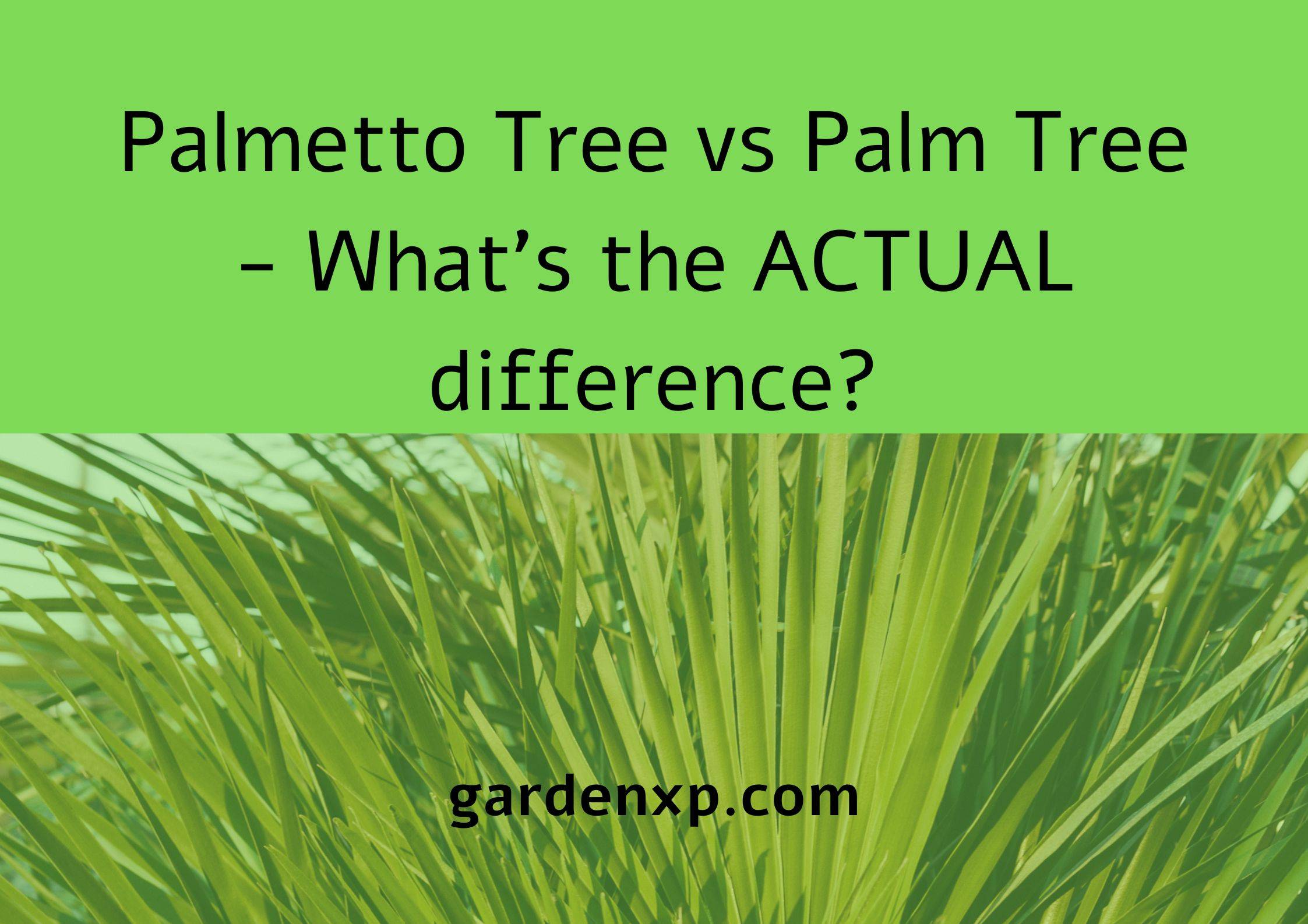 Palmetto Tree vs Palm Tree - What's the ACTUAL difference?
