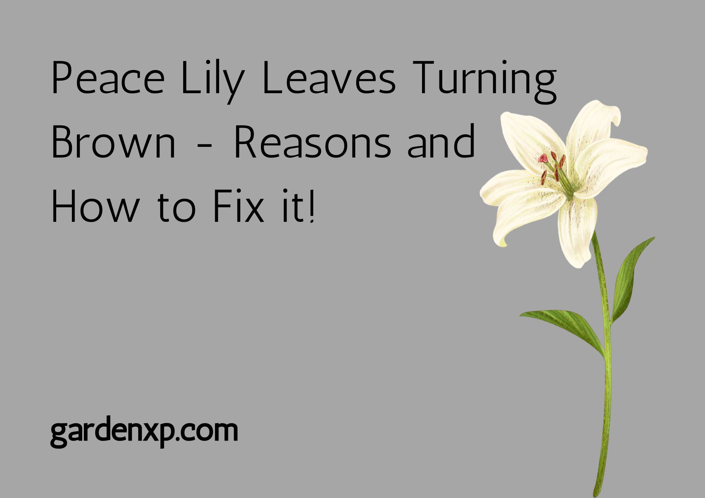 Peace Lily Leaves Turning Brown - Reasons and How to Fix it!