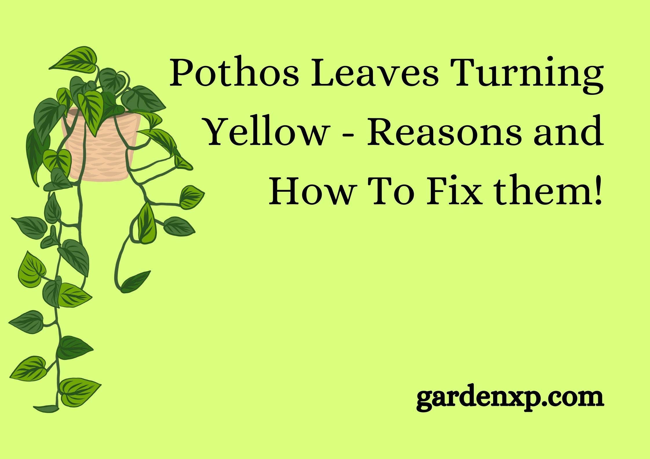 Pothos Leaves Turning Yellow - Reasons and How To Fix them!