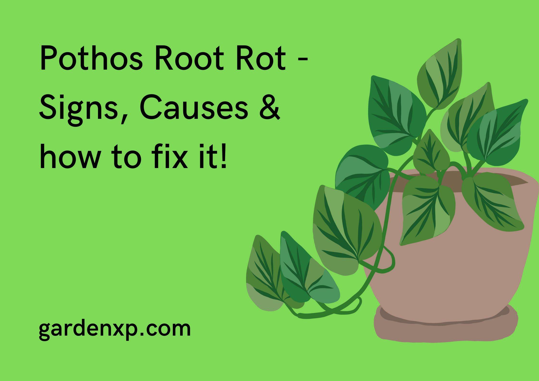 Pothos Root Rot - Signs Causes & how to fix it!