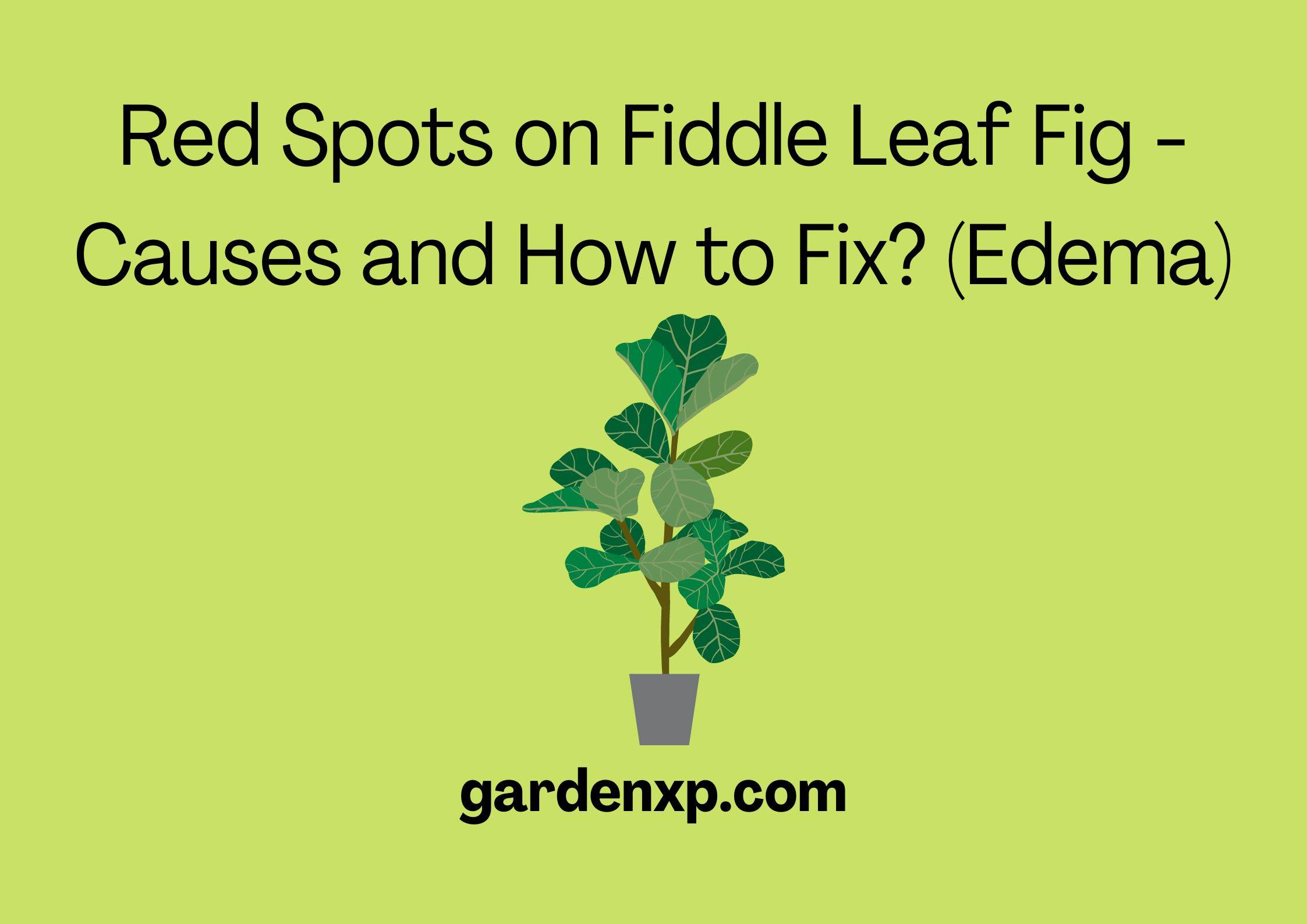 Red Spots on Fiddle Leaf Fig - Causes and How to Fix? (Edema)