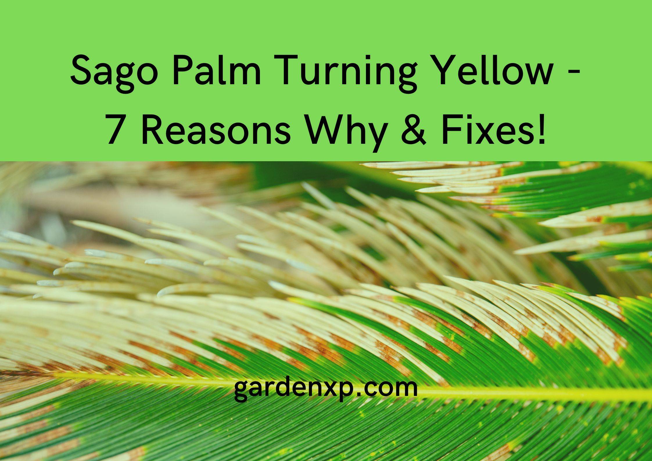 Sago Palm Turning Yellow - 7 Reasons Why & Fixes!