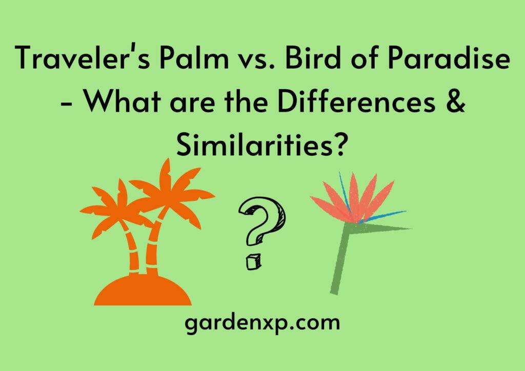 difference between travellers palm and bird of paradise