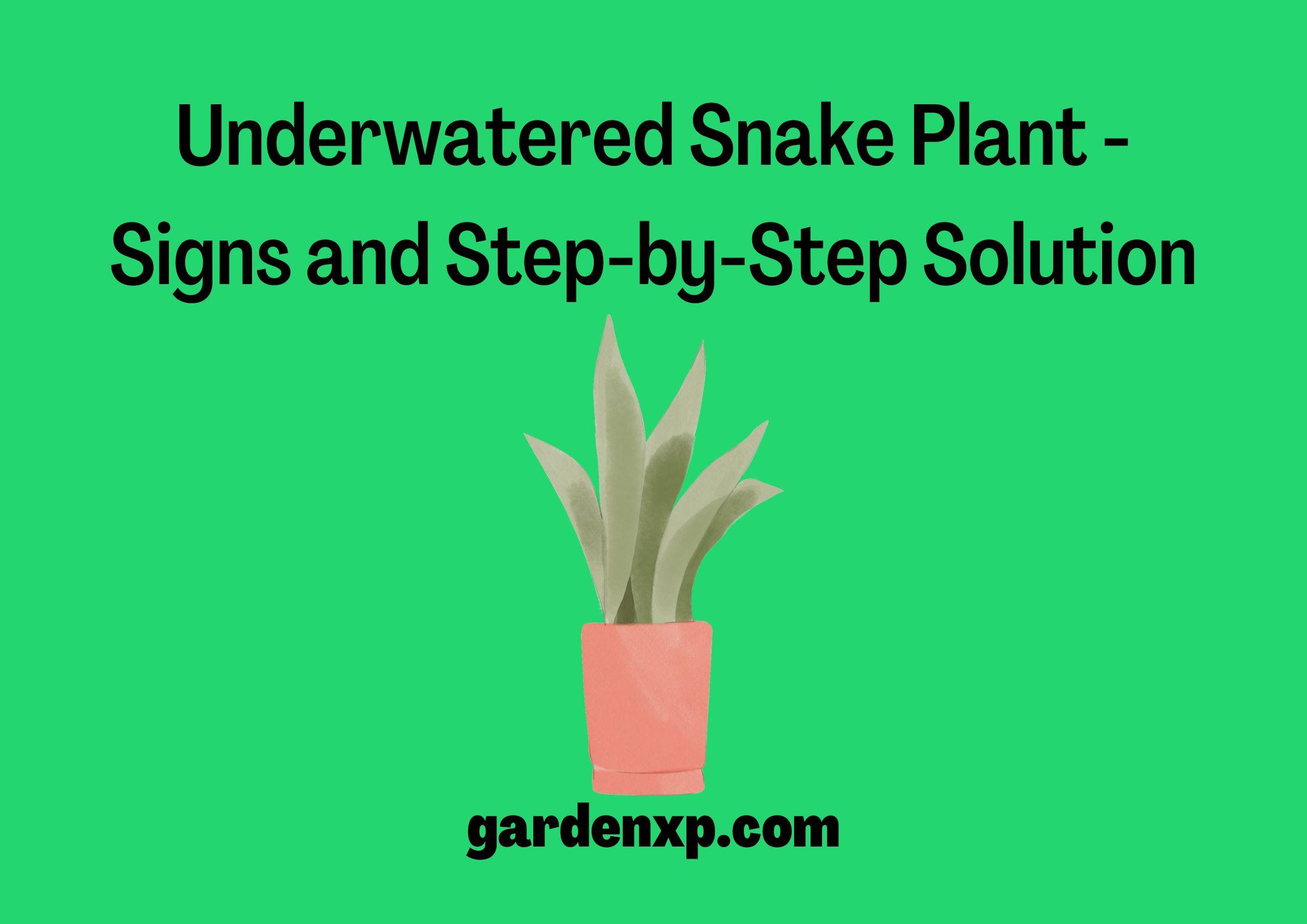 Underwatered Snake Plant - Signs and Step-by-Step Solution
