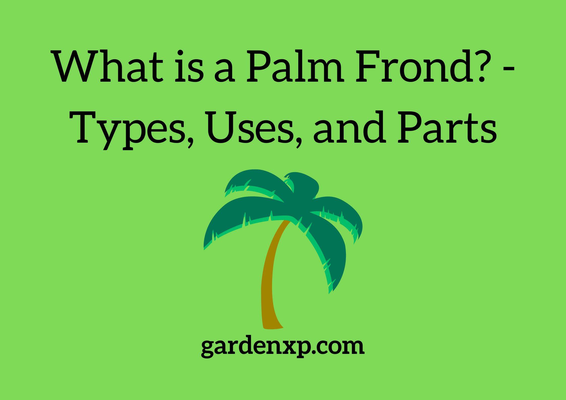 What is a Palm Frond? - Types Uses and Parts