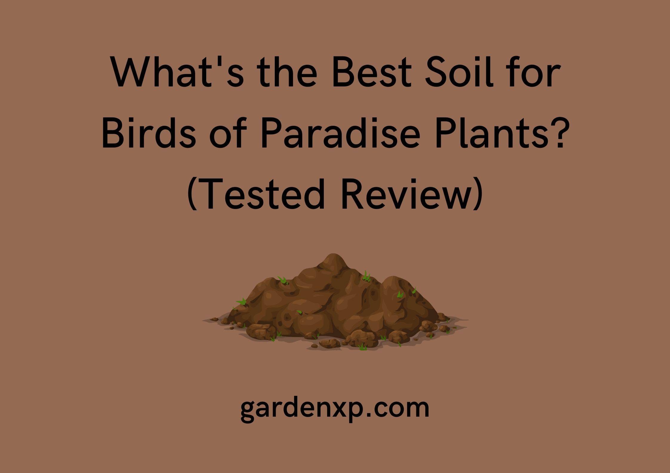 What's the Best Soil for Birds of Paradise Plants? (Tested Review)