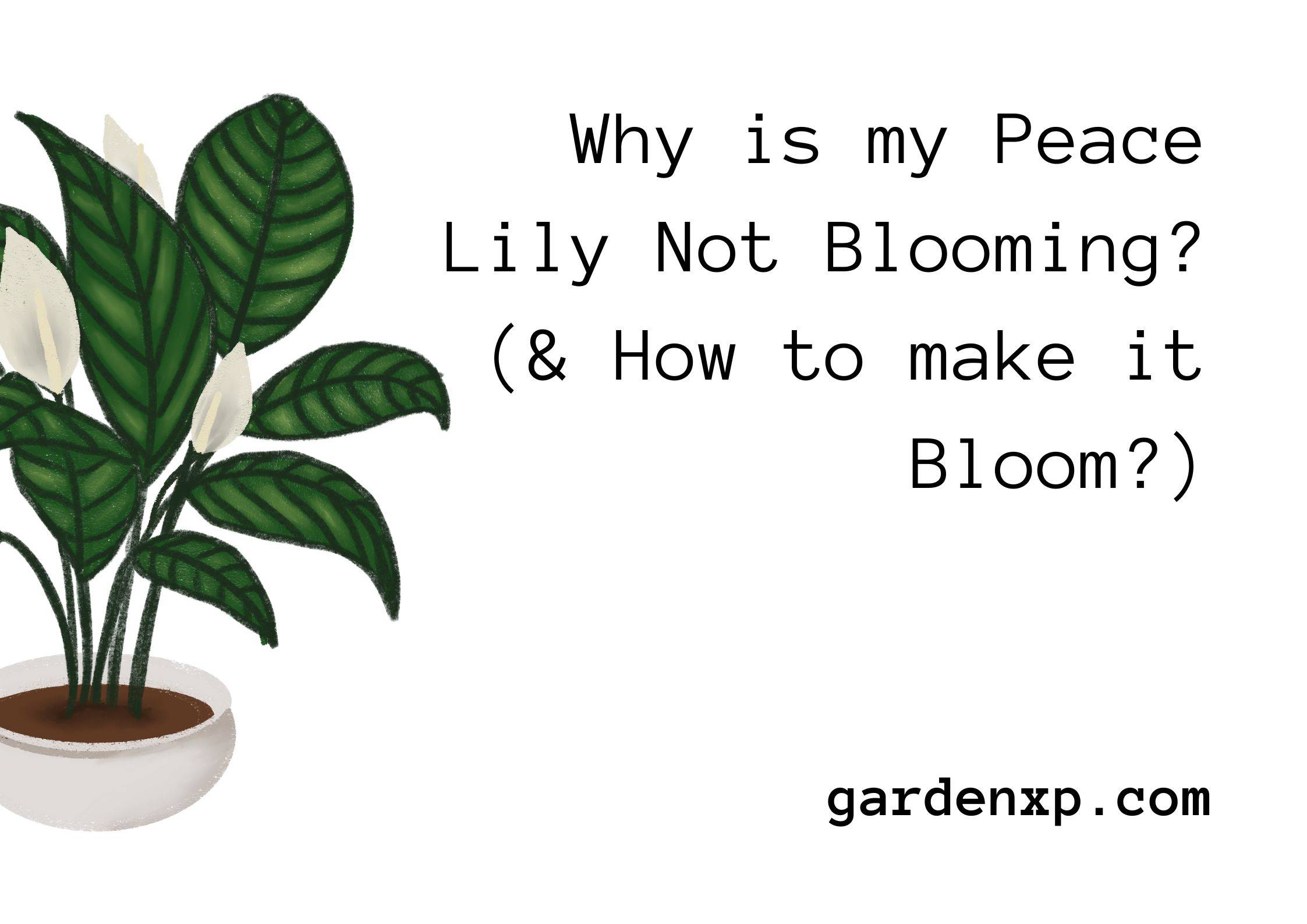 Why is my Peace Lily Not Blooming? (& How to make it Bloom?)