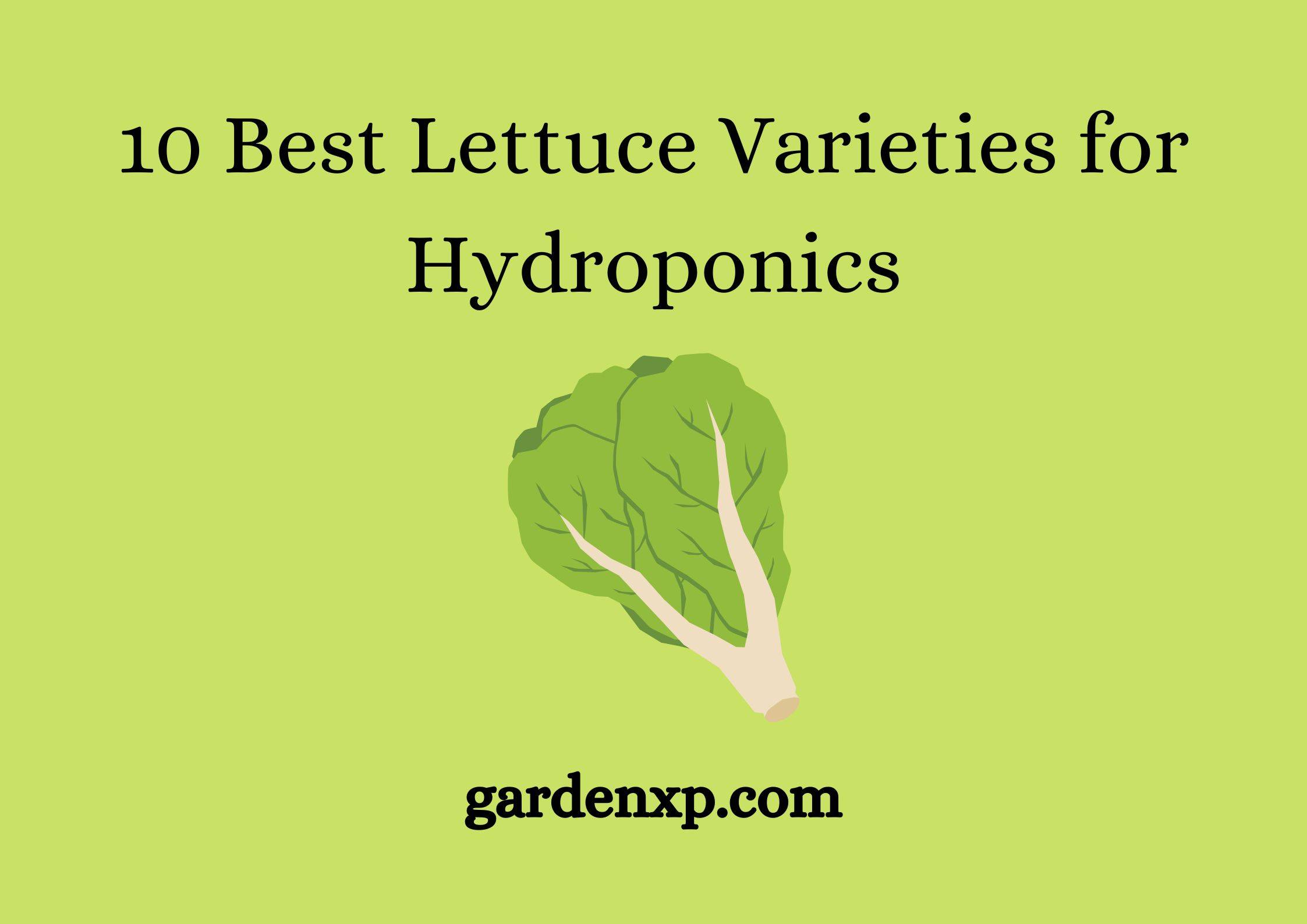 10 Best Lettuce Varieties for Hydroponics