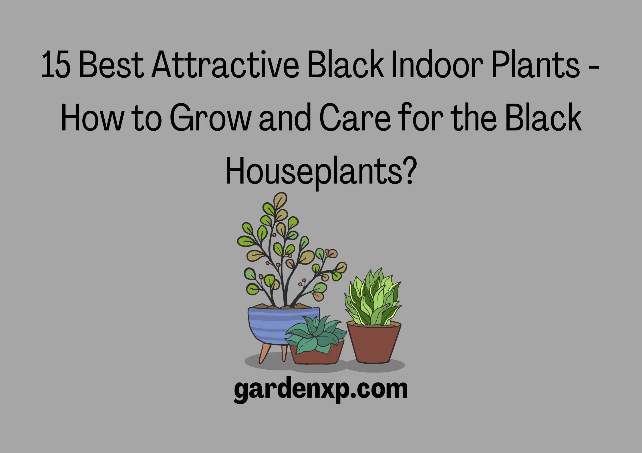 15 Best Attractive Black Indoor Plants - How to Grow and Care for the Black Houseplants?