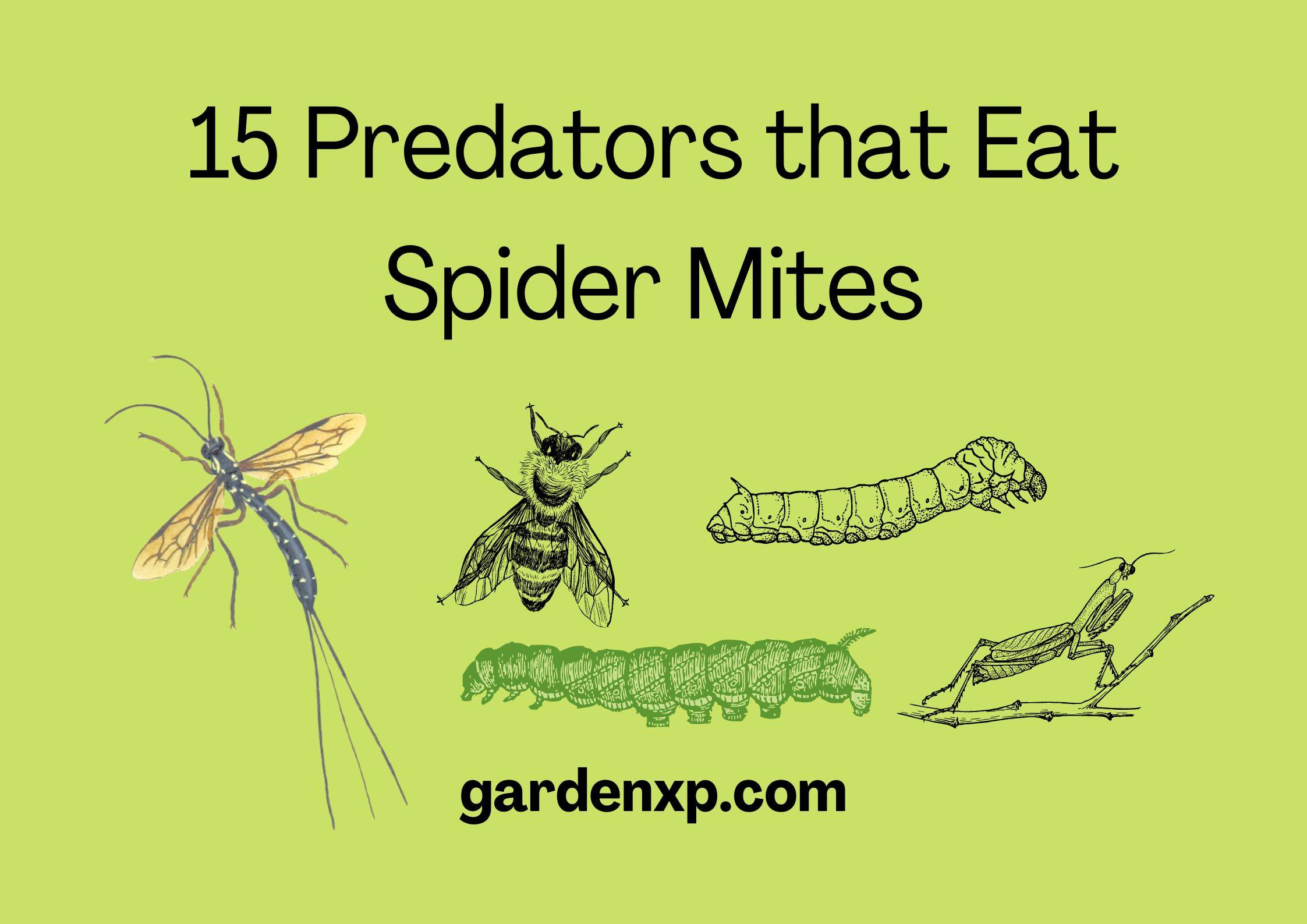 15 Predators that Eat Spider Mites