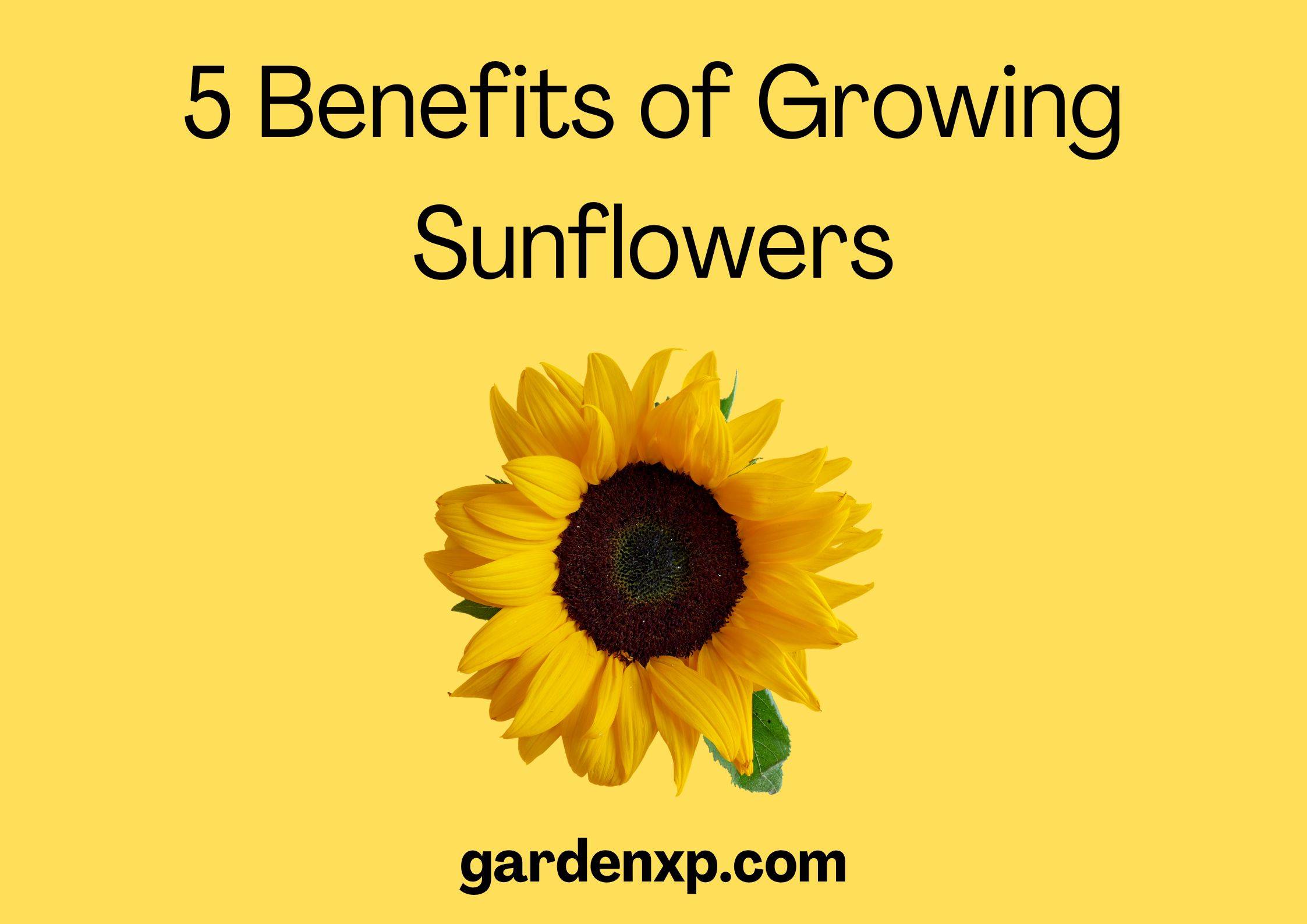 5 Benefits of Growing Sunflowers