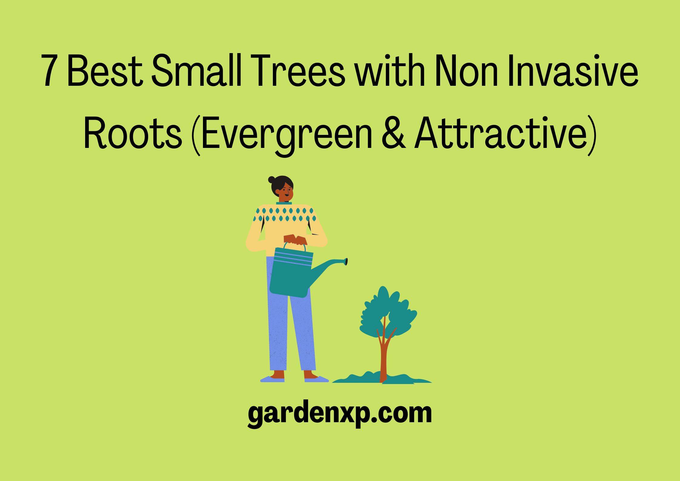7 Best Small Trees with Non Invasive Roots (Evergreen & Attractive)