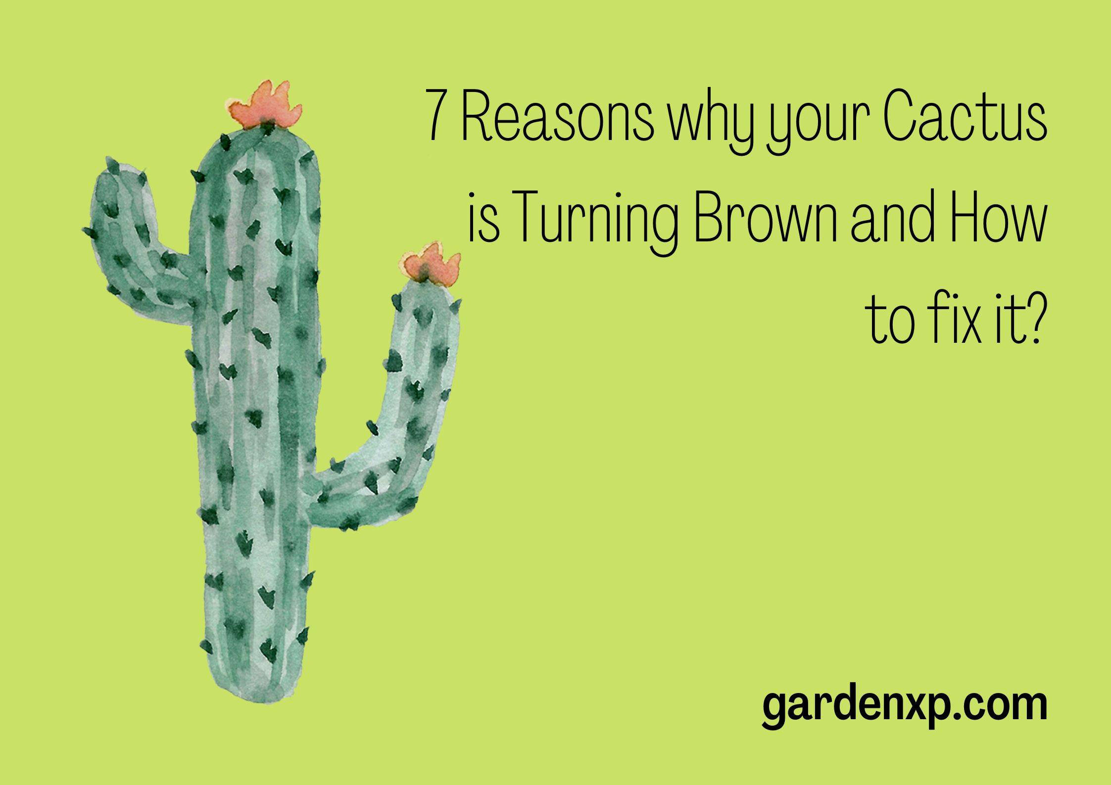 7 Reasons why your Cactus is Turning Brown and How to fix it?