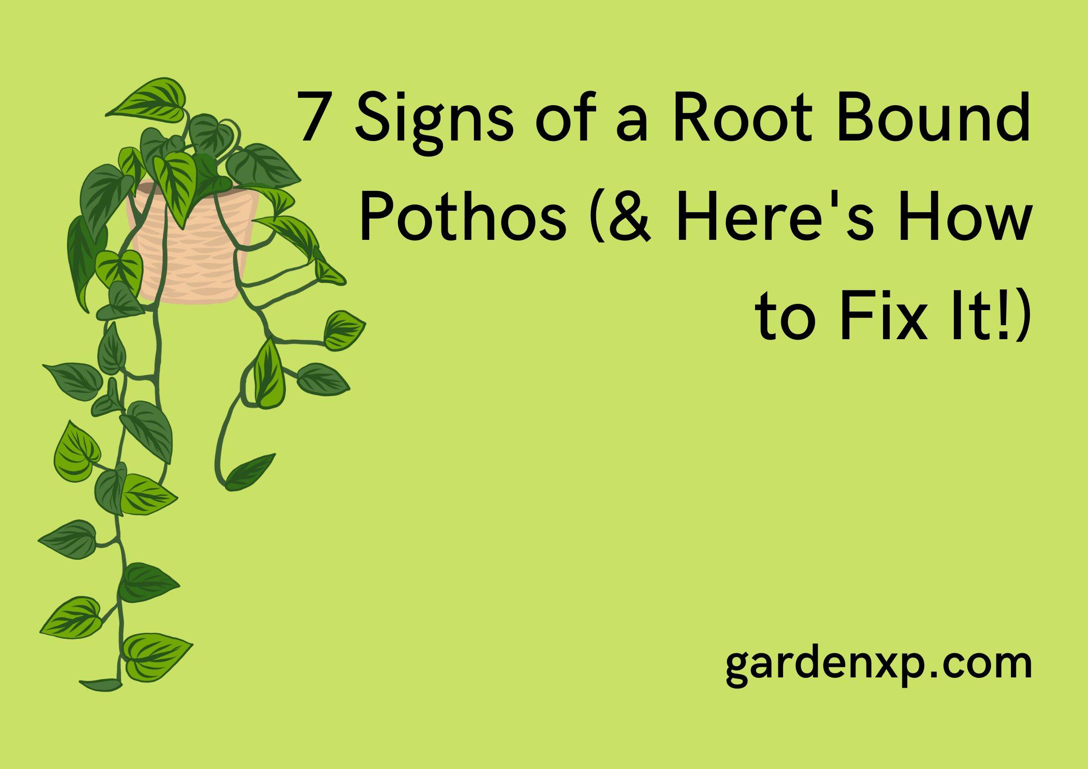 7 Signs of a Root Bound Pothos (& Here's How to Fix It!)