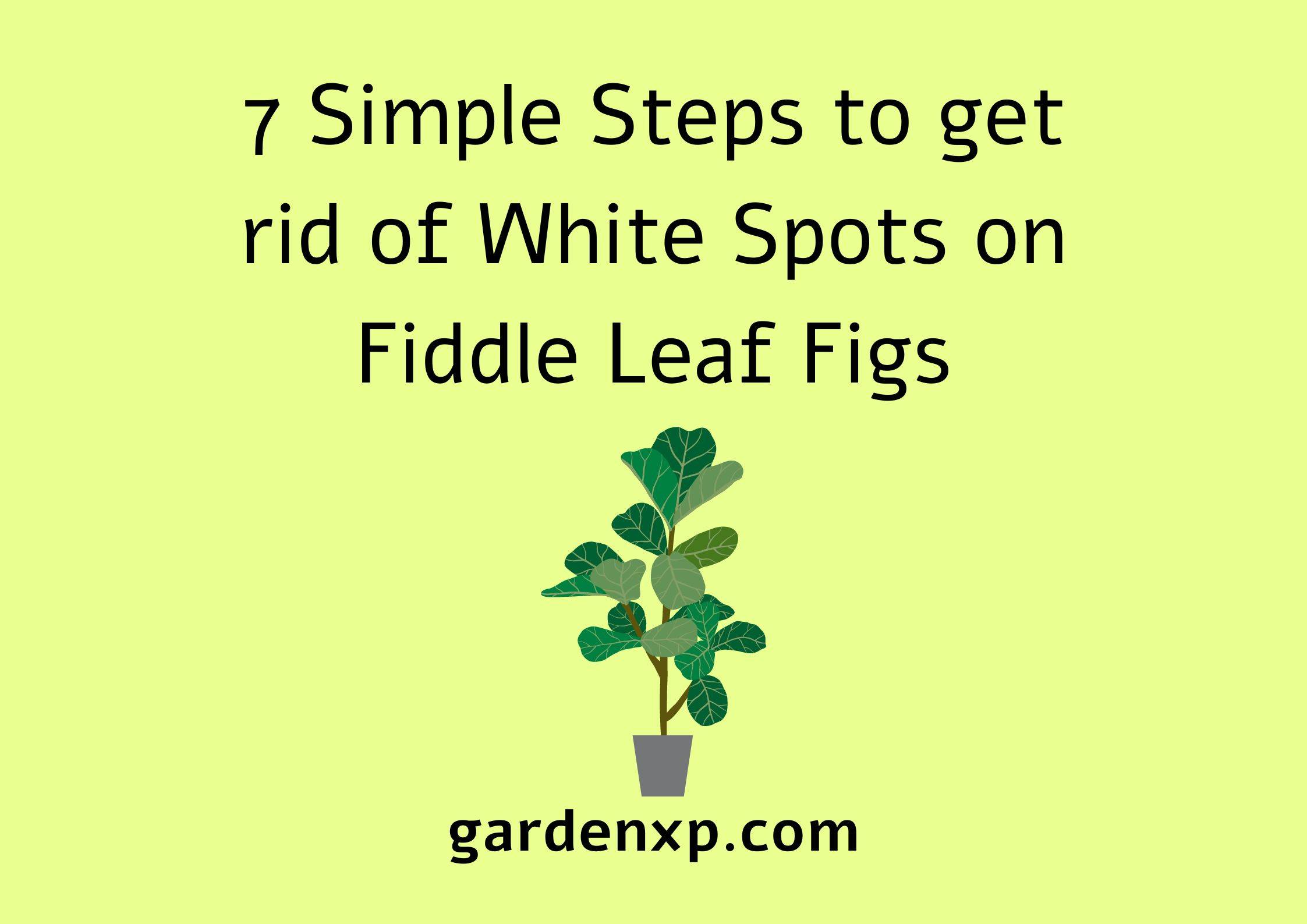 7 Simple Steps to get rid of White Spots on Fiddle Leaf Figs