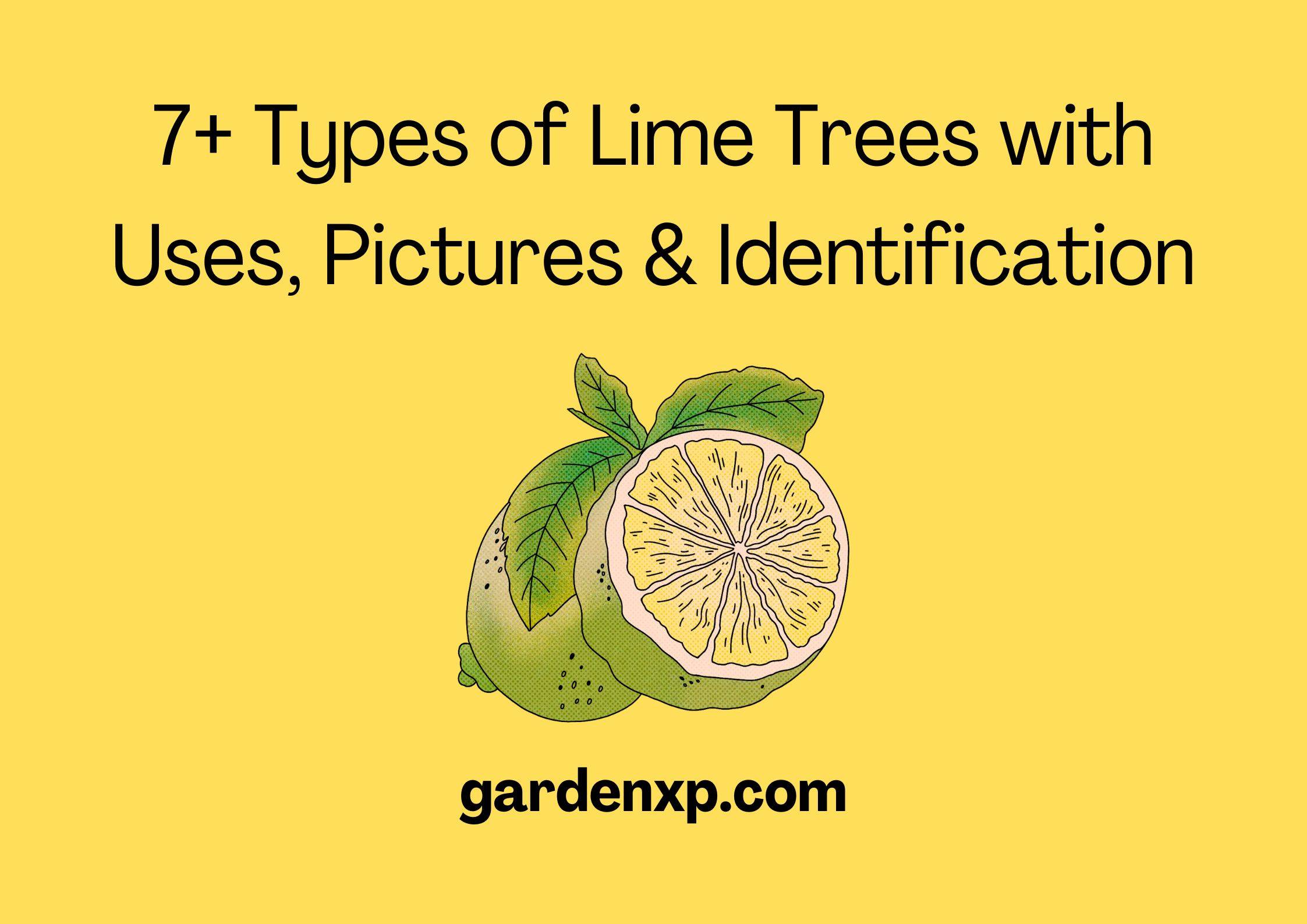 7+ Types of Lime Trees with Uses Pictures & Identification