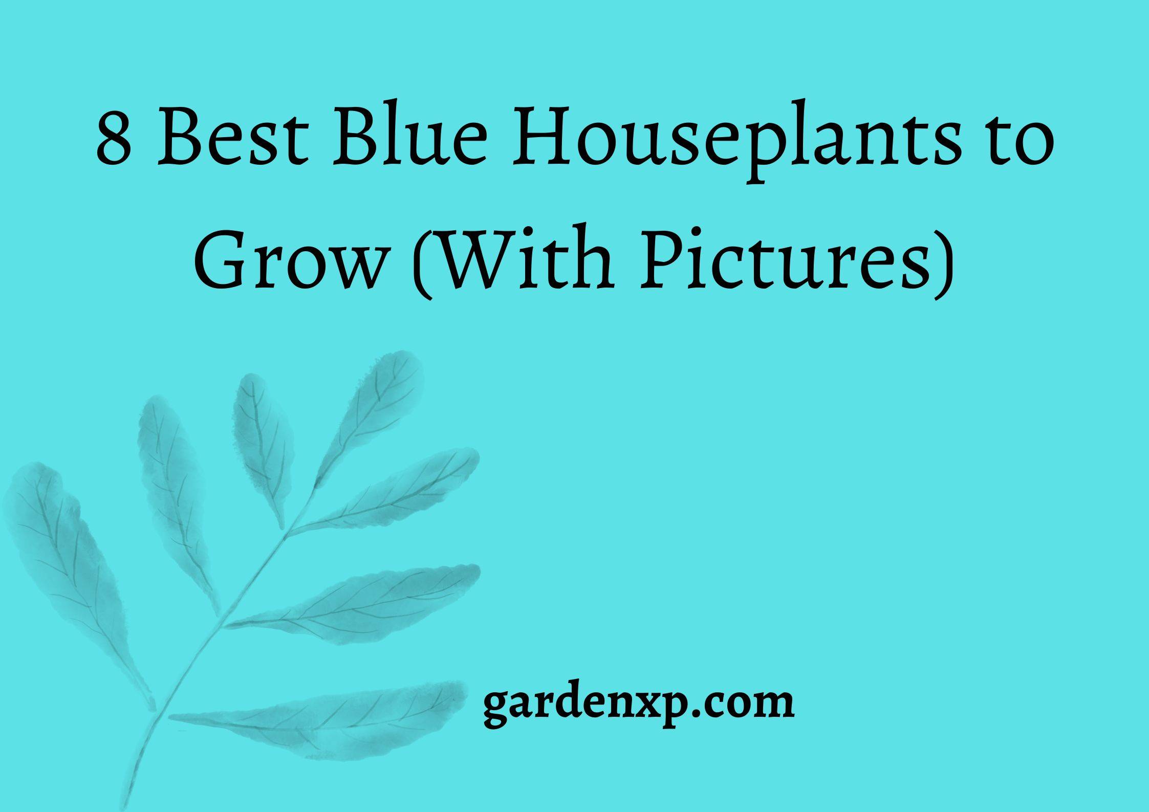 8 Best Blue Houseplants to Grow (With Pictures)