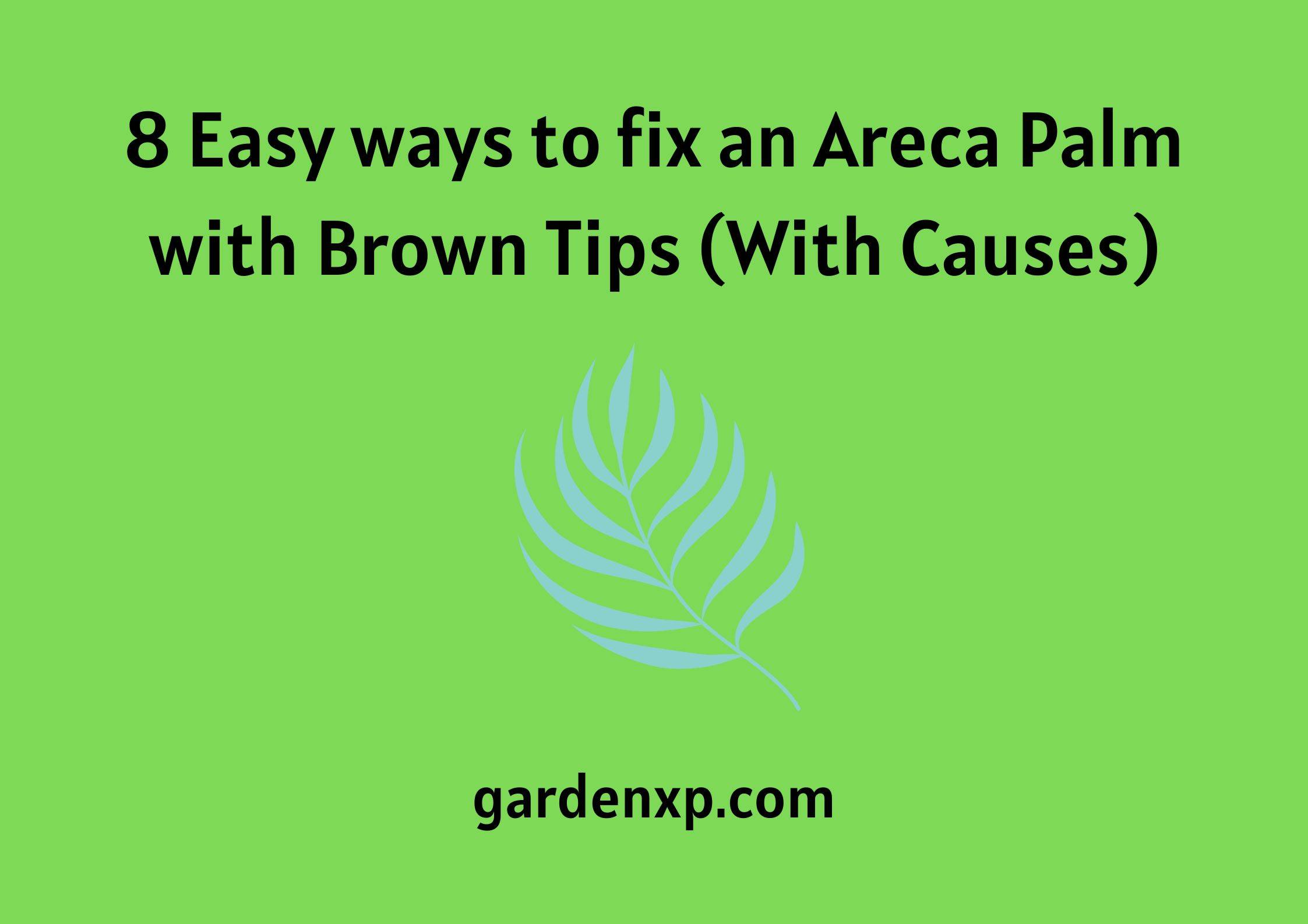 8 Easy ways to fix an Areca Palm with Brown Tips (With Causes)