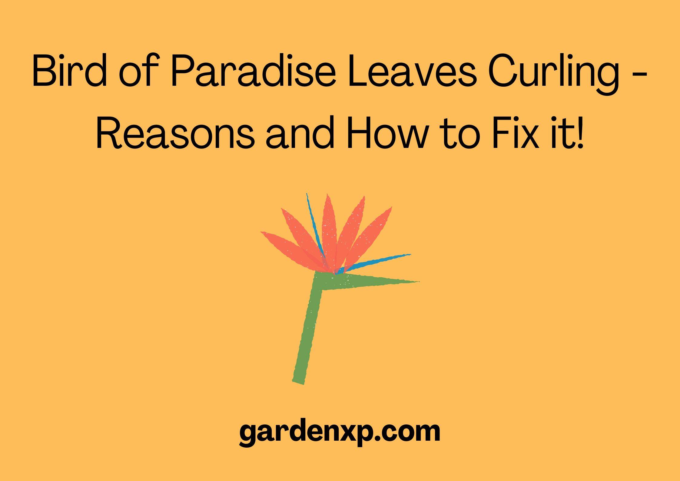 Bird of Paradise Leaves Curling - Reasons and How to Fix it!