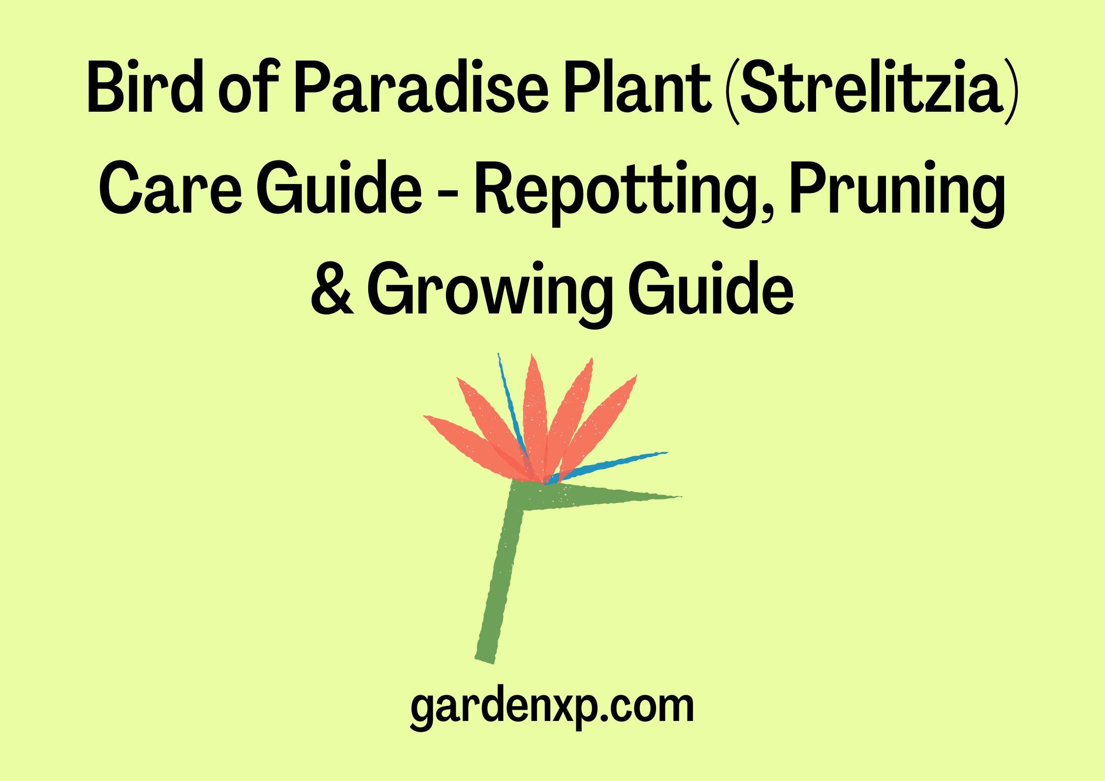 Bird of Paradise Plant (Strelitzia) Care Guide - Repotting Pruning & Growing Guide