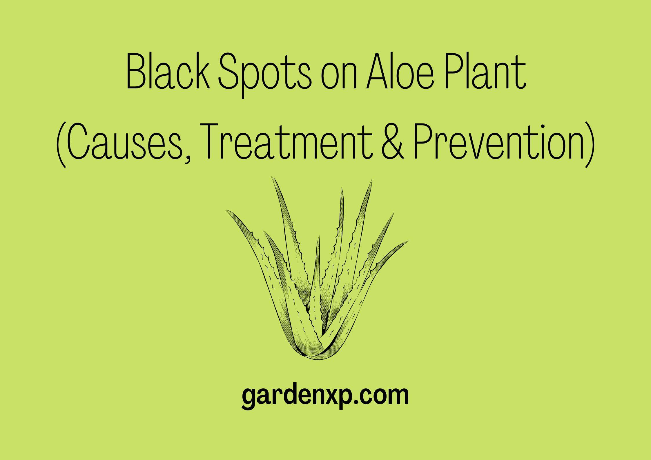 Black Spots on Aloe Plant (Causes Treatment & Prevention)