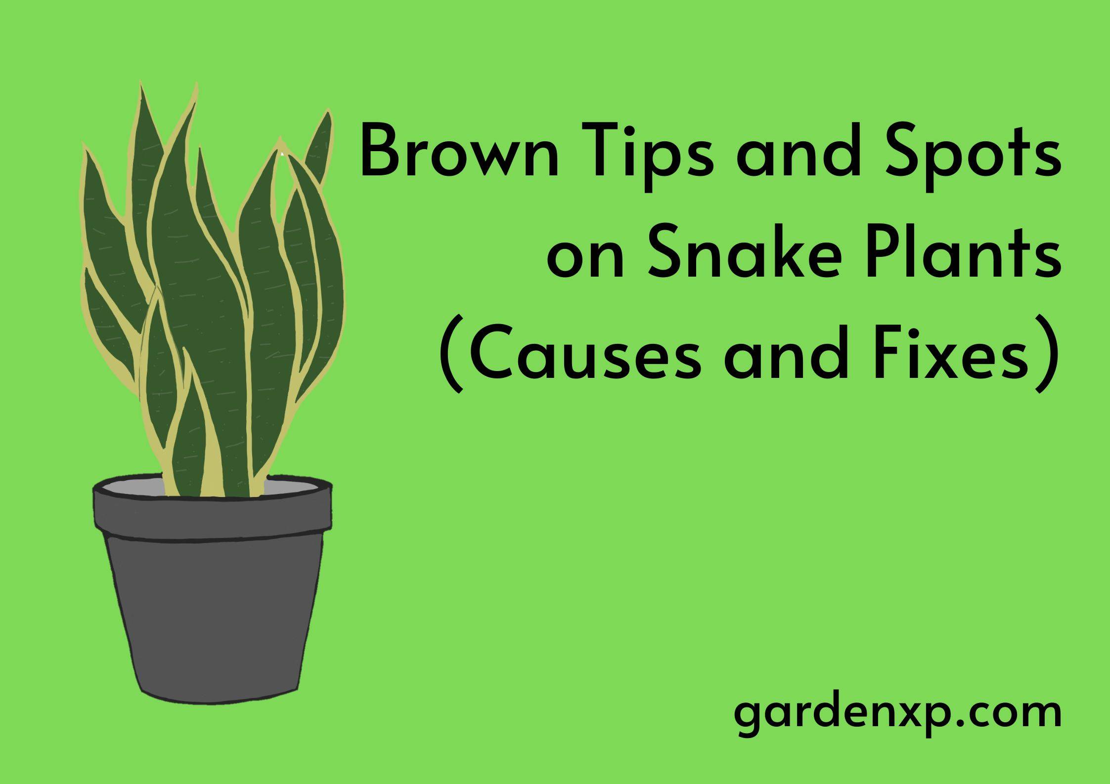 Brown Tips and Spots on Snake Plants (Causes and Fixes)