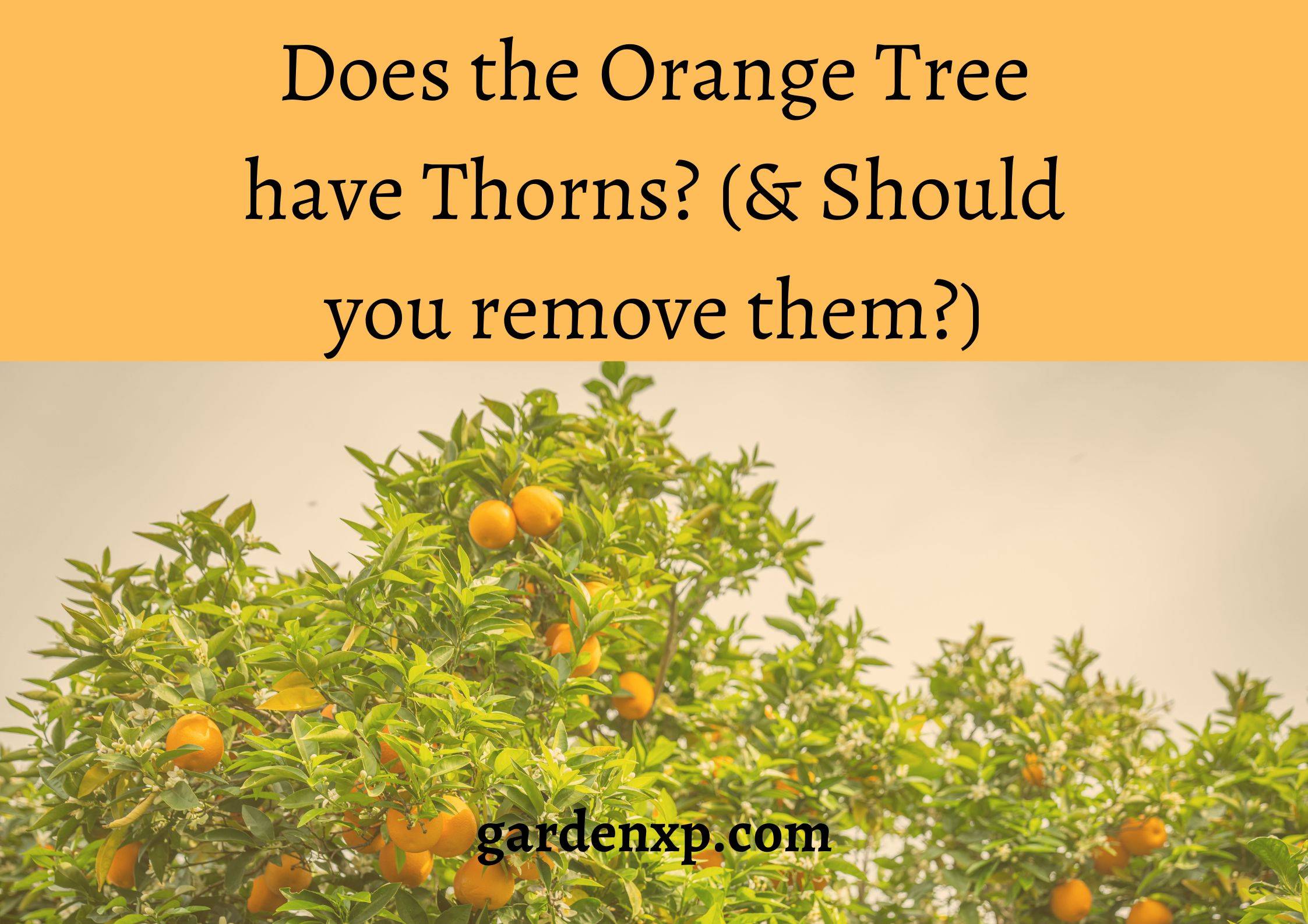 Does the Orange Tree have Thorns? (& Should you remove them?)