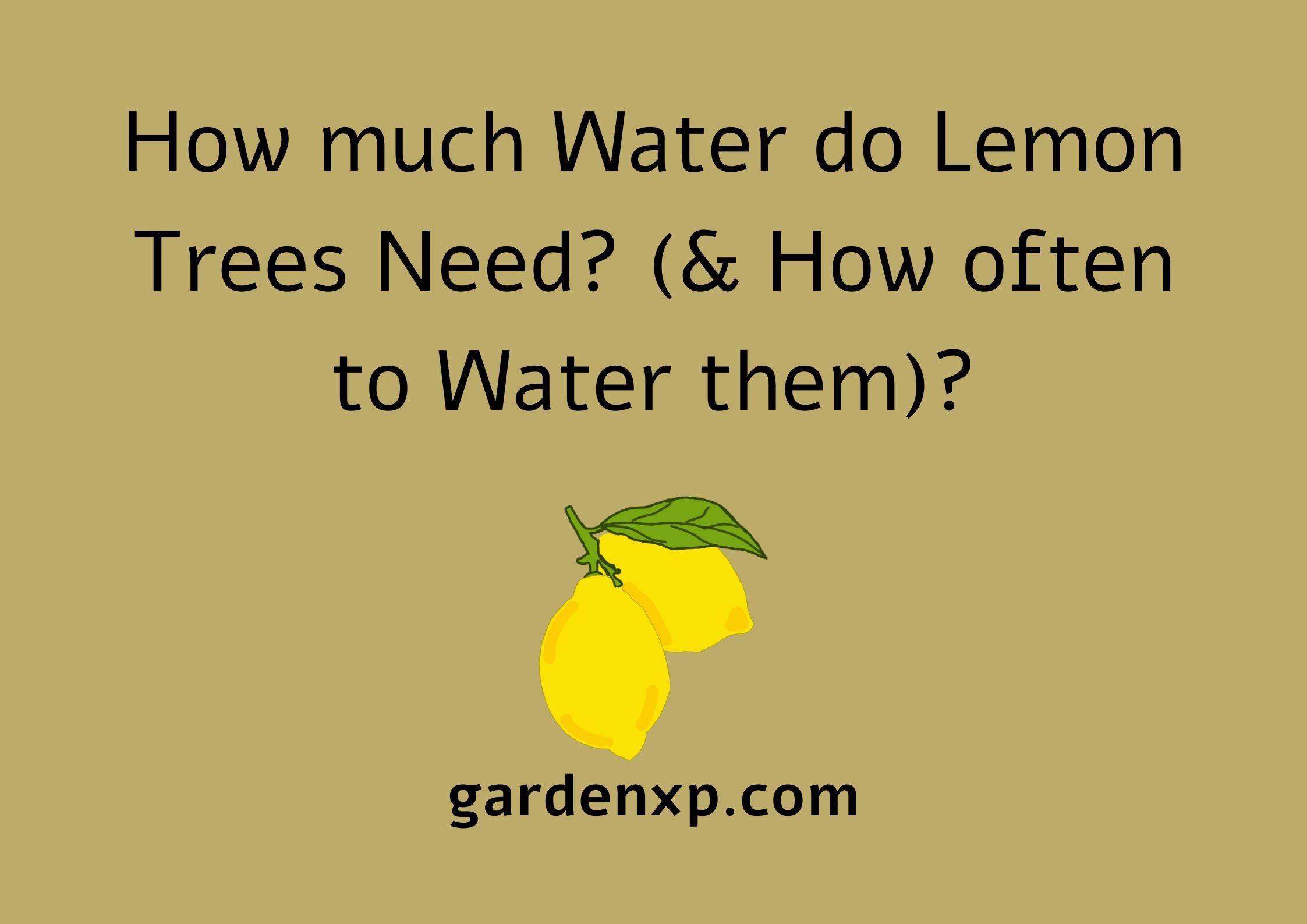 How much Water do Lemon Trees Need? (& How often to water them)?