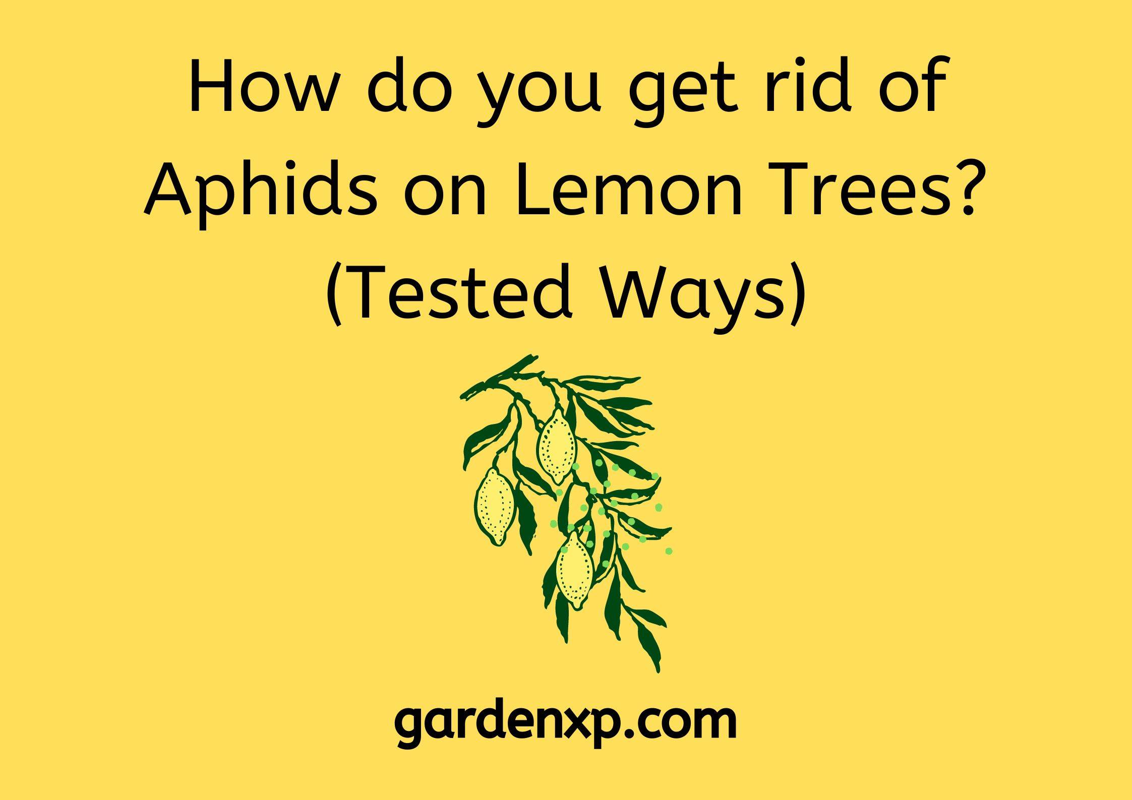 How do you get rid of Aphids on Lemon Trees? (Tested Ways)