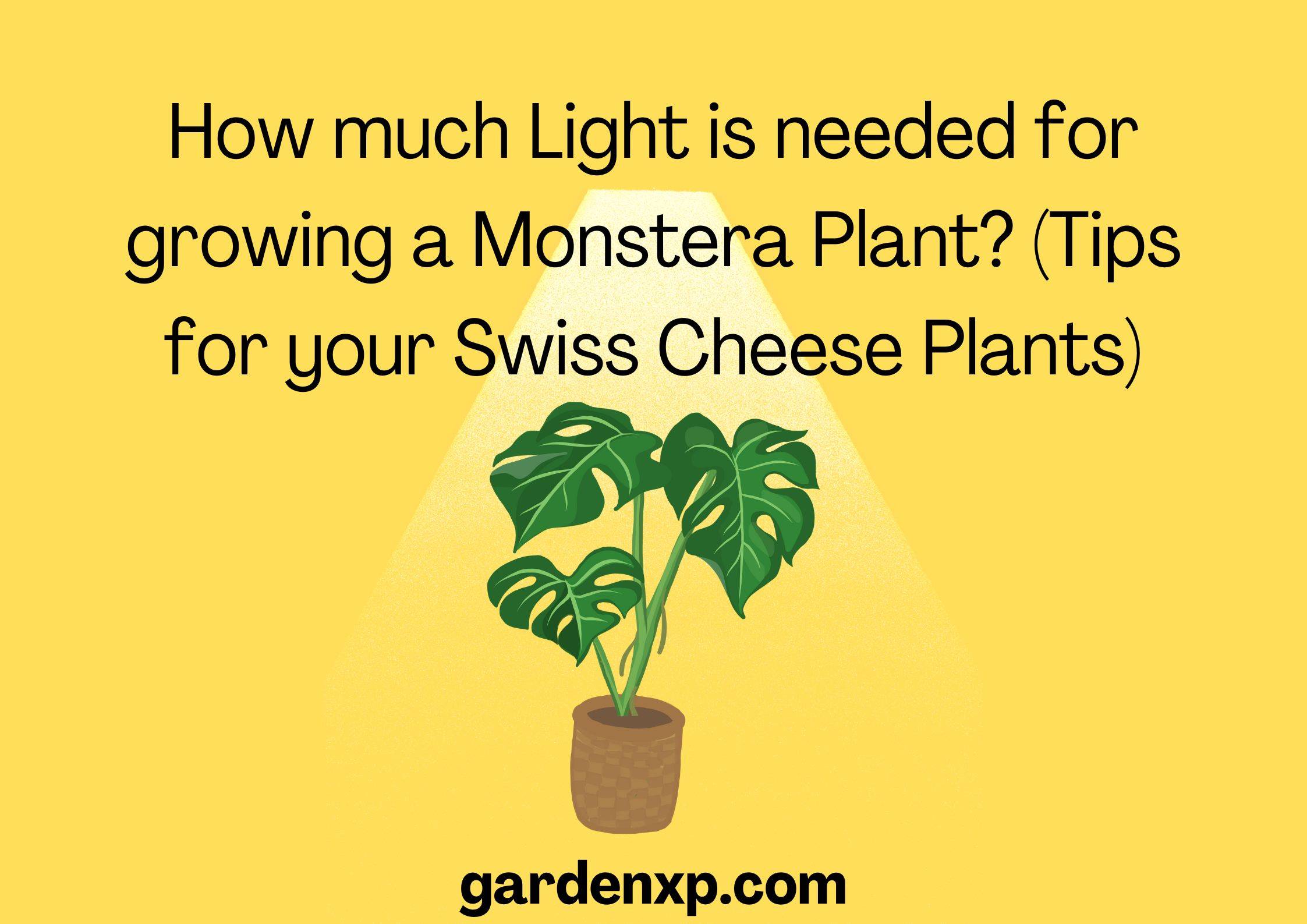 How much Light is needed for growing a Monstera Plant? (Tips for your Swiss Cheese Plants)