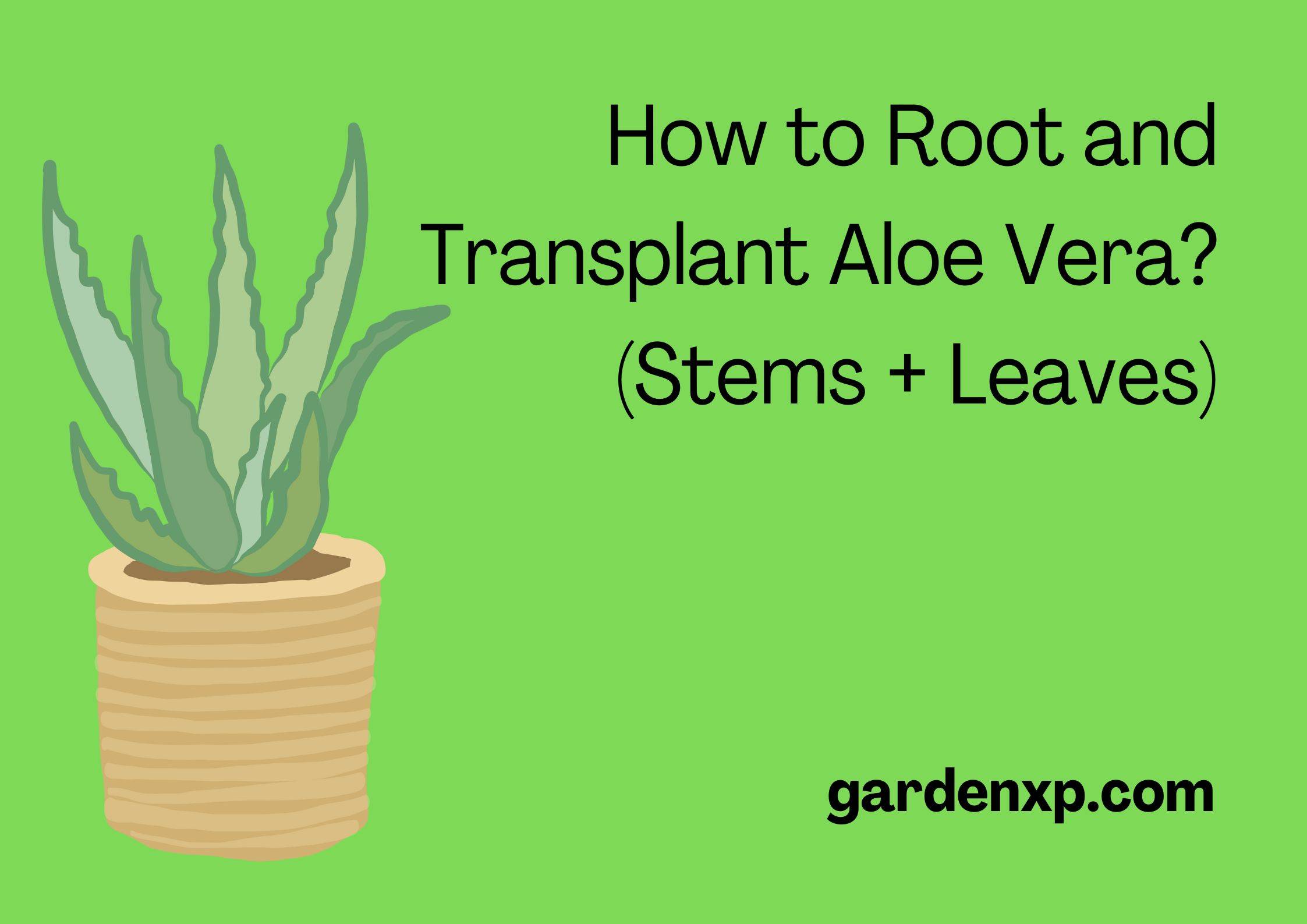 How to Root and Transplant Aloe Vera? (Stems + Leaves)