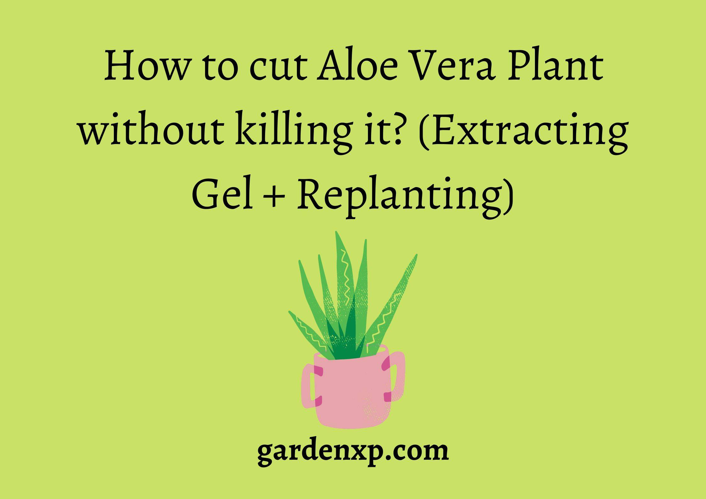 How to cut Aloe Vera Plant without killing it? (Extracting Gel + Replanting)