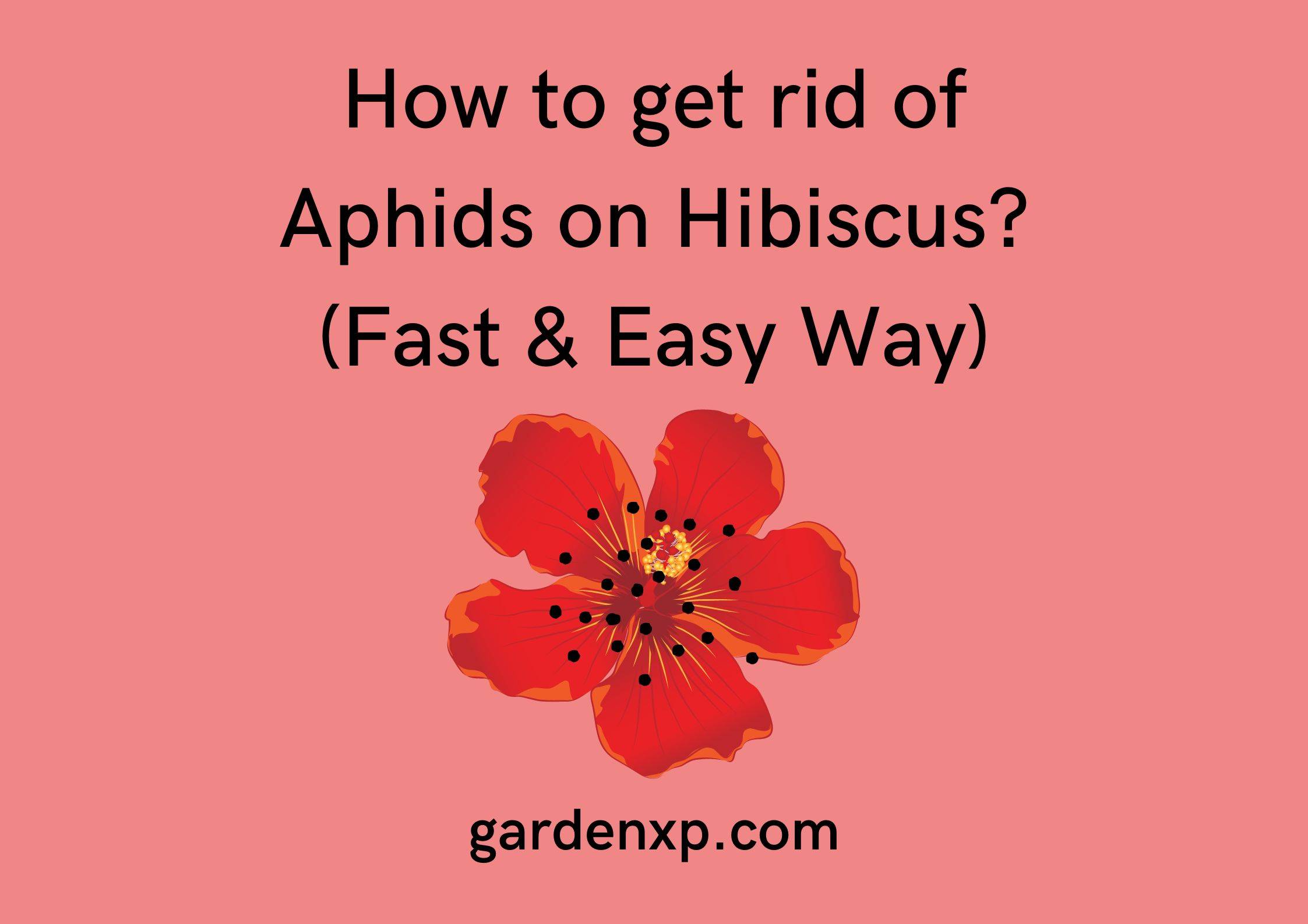 How to get rid of Aphids on Hibiscus? (Fast & Easy Way)