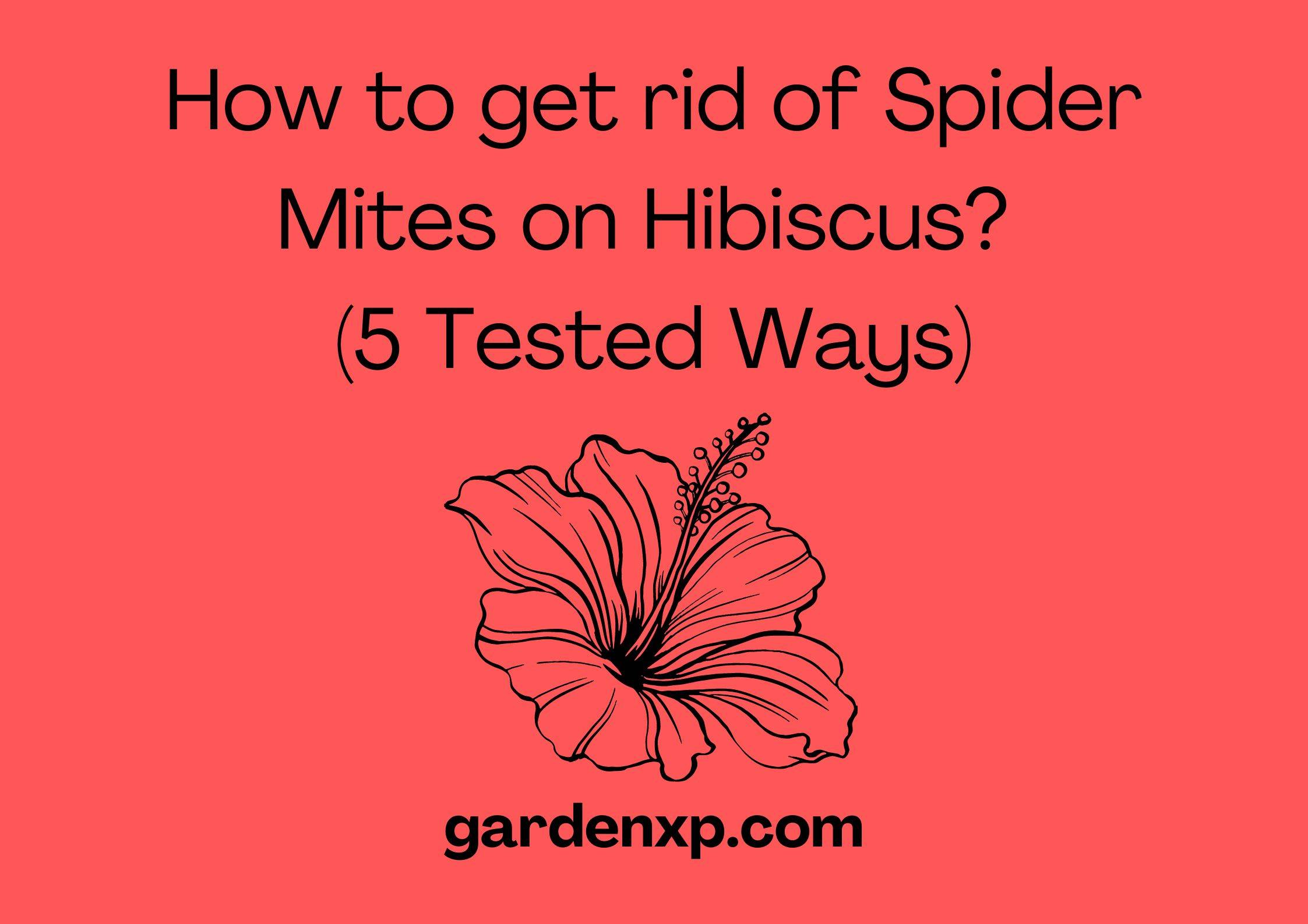 How to get rid of Spider Mites on Hibiscus? (5 Tested Ways)