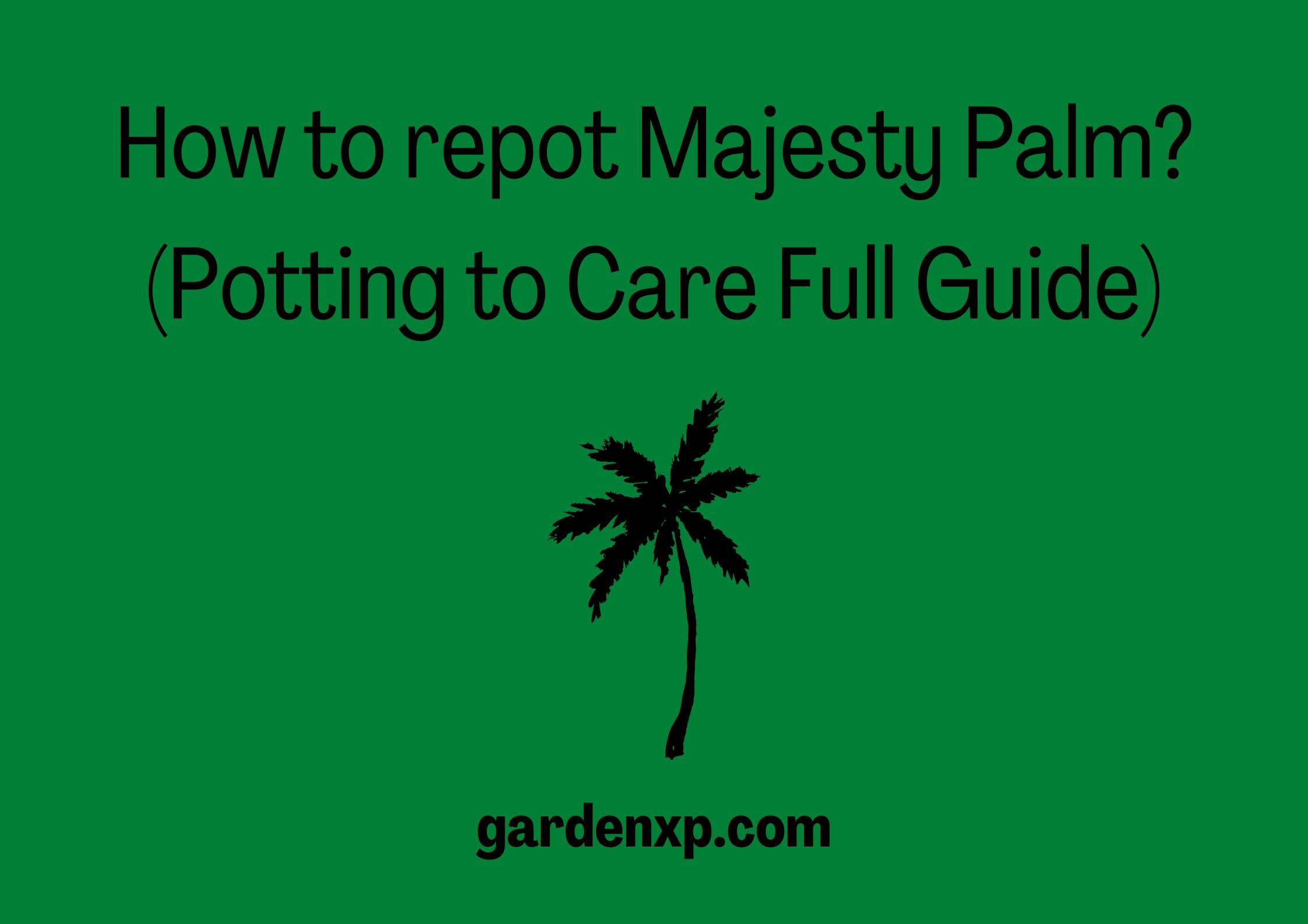 How to repot Majesty Palm? (Potting to Care Full Guide)