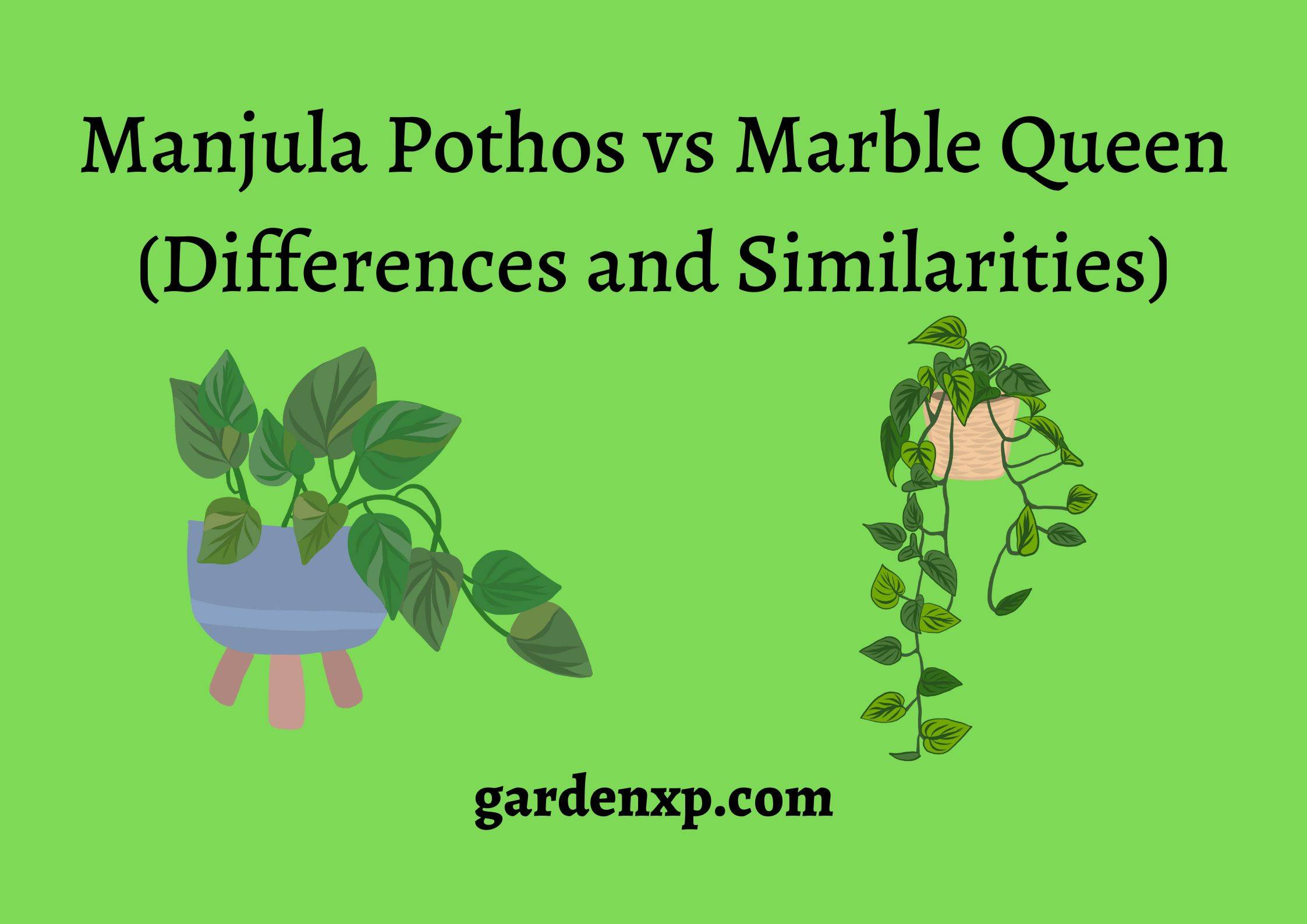 Manjula Pothos vs Marble Queen (Differences and Similarities)