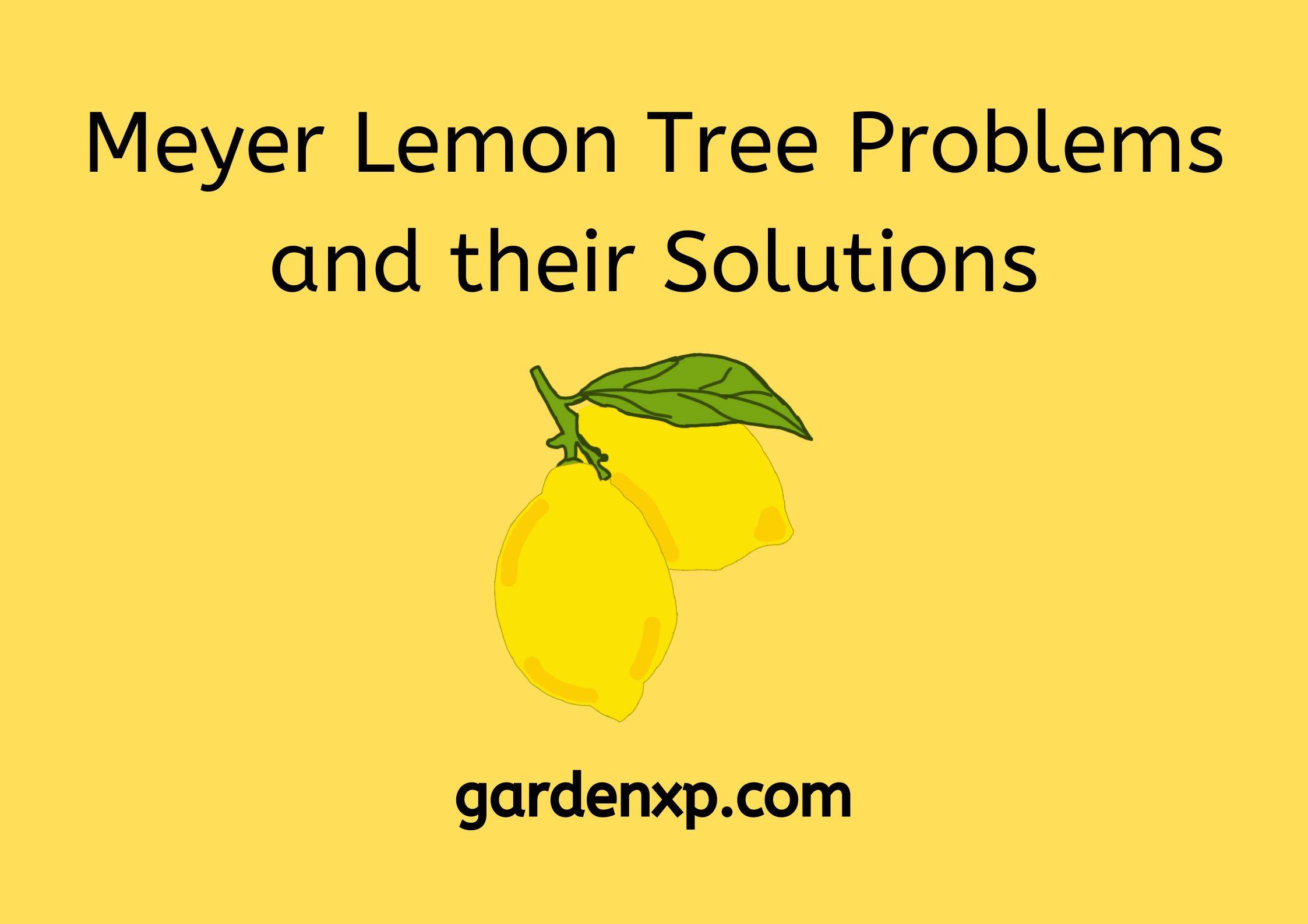 Meyer Lemon Tree Problems and their Solutions