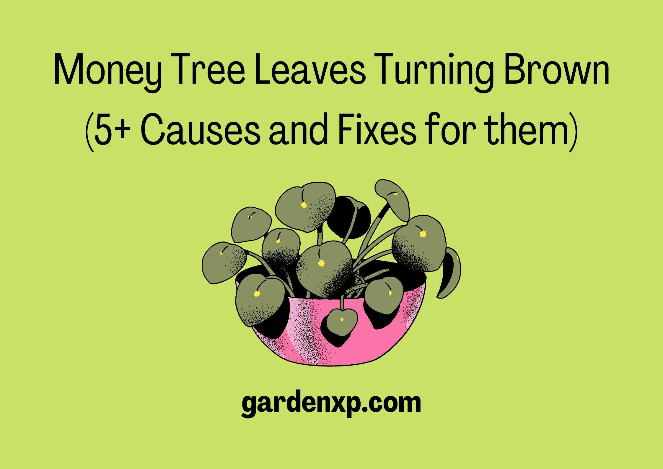 Money Tree Leaves Turning Brown (5+ Causes and Fixes for them)